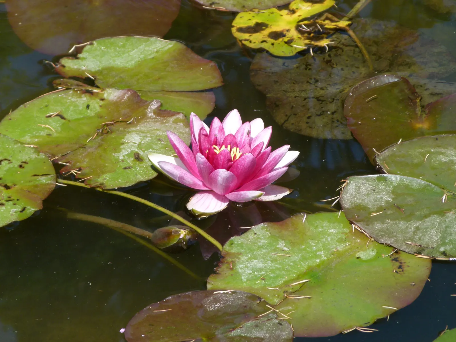 Water Lily , Hardy & Tropical (Nymphaea Cultivars) — providing shade which helps reduce algae growth in ponds.<br><br>Tropical Water Lilies