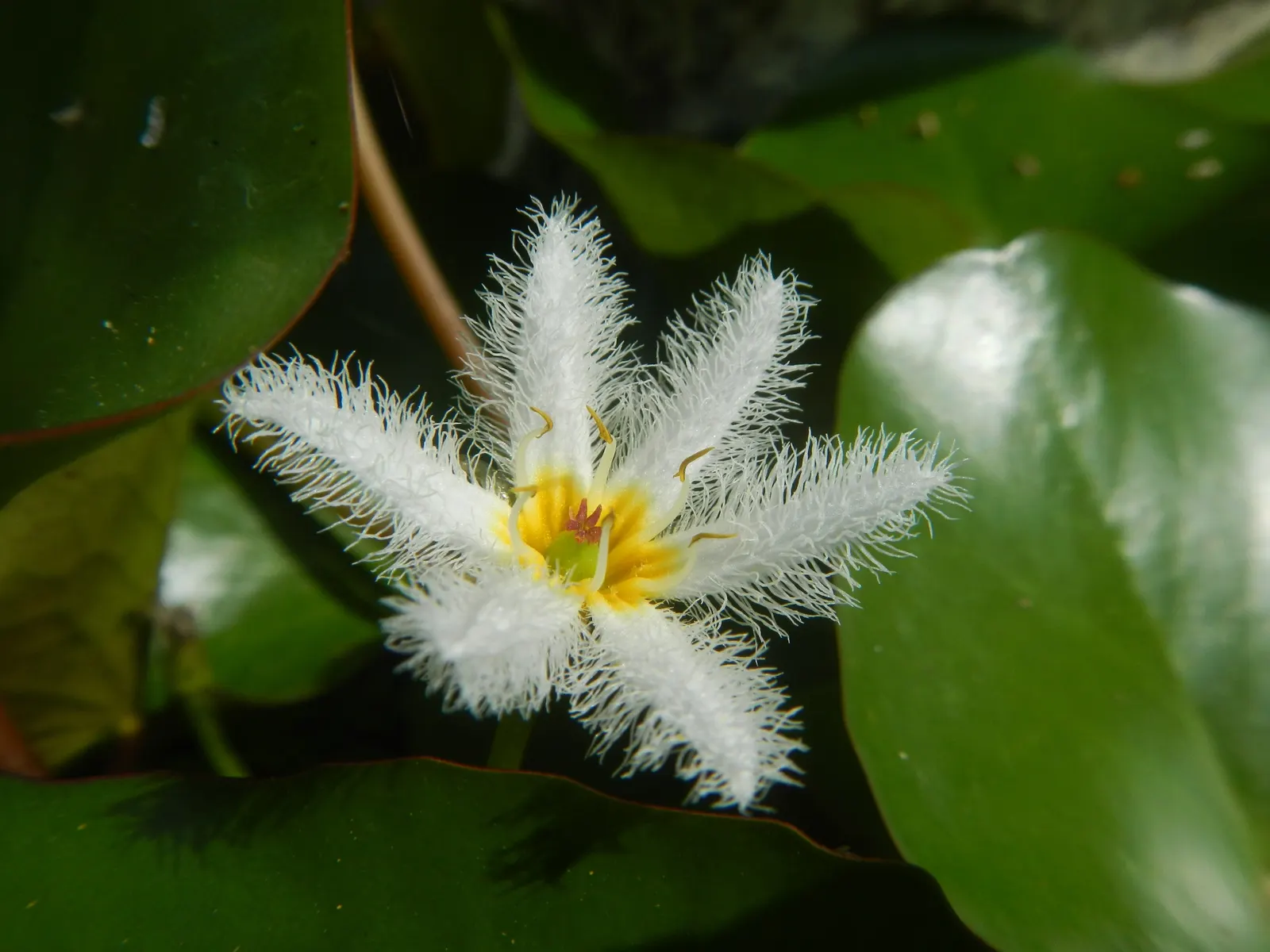 Water Lily , Hardy & Tropical (Nymphaea Cultivars) — providing shade which helps reduce algae growth in ponds.<br><br>Tropical Water Lilies; at depths ranging