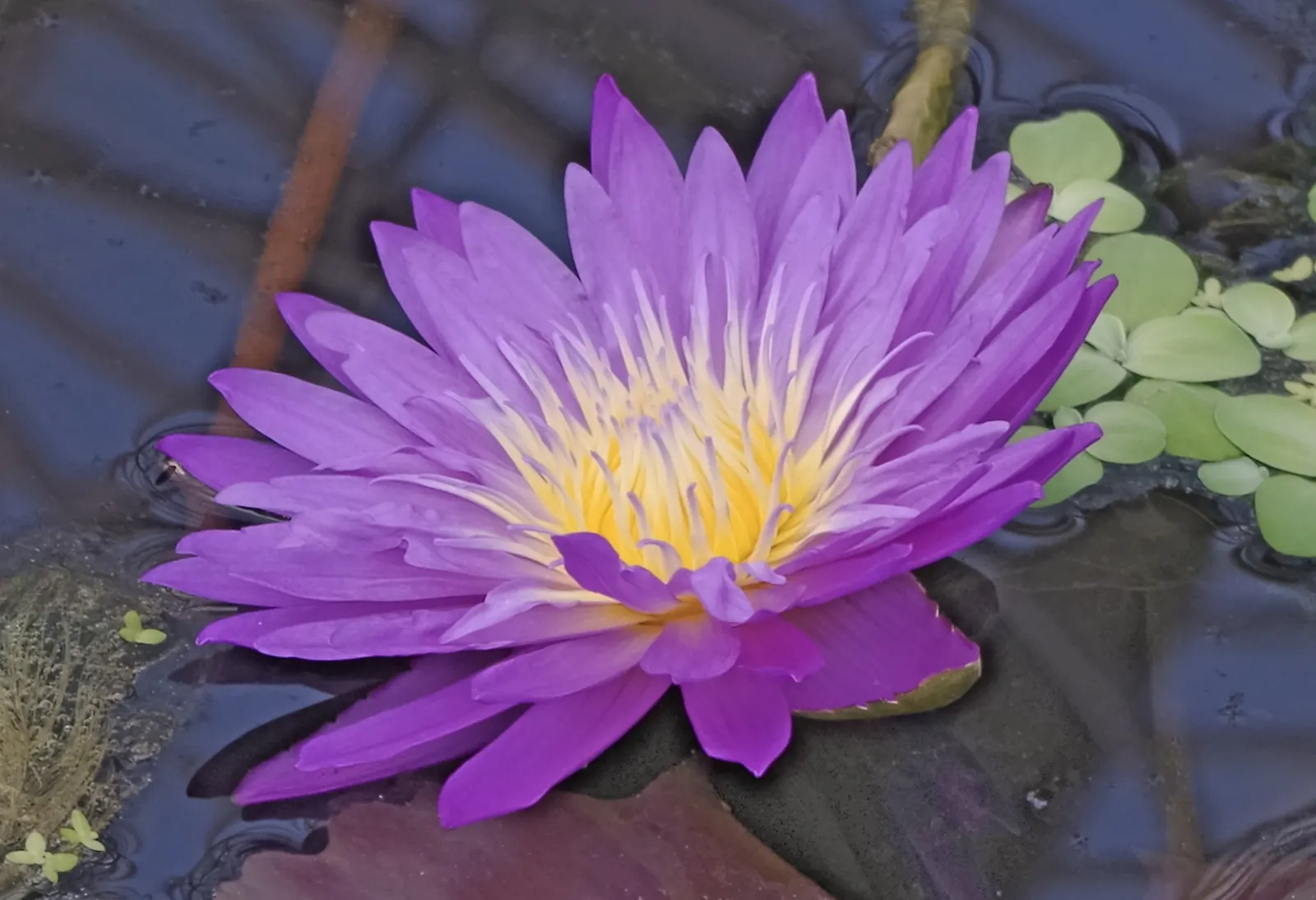 Water Lily , Hardy & Tropical (Nymphaea Cultivars) — true annuals or tender perennials in zones 10-11; hardy variants withstand colder climates