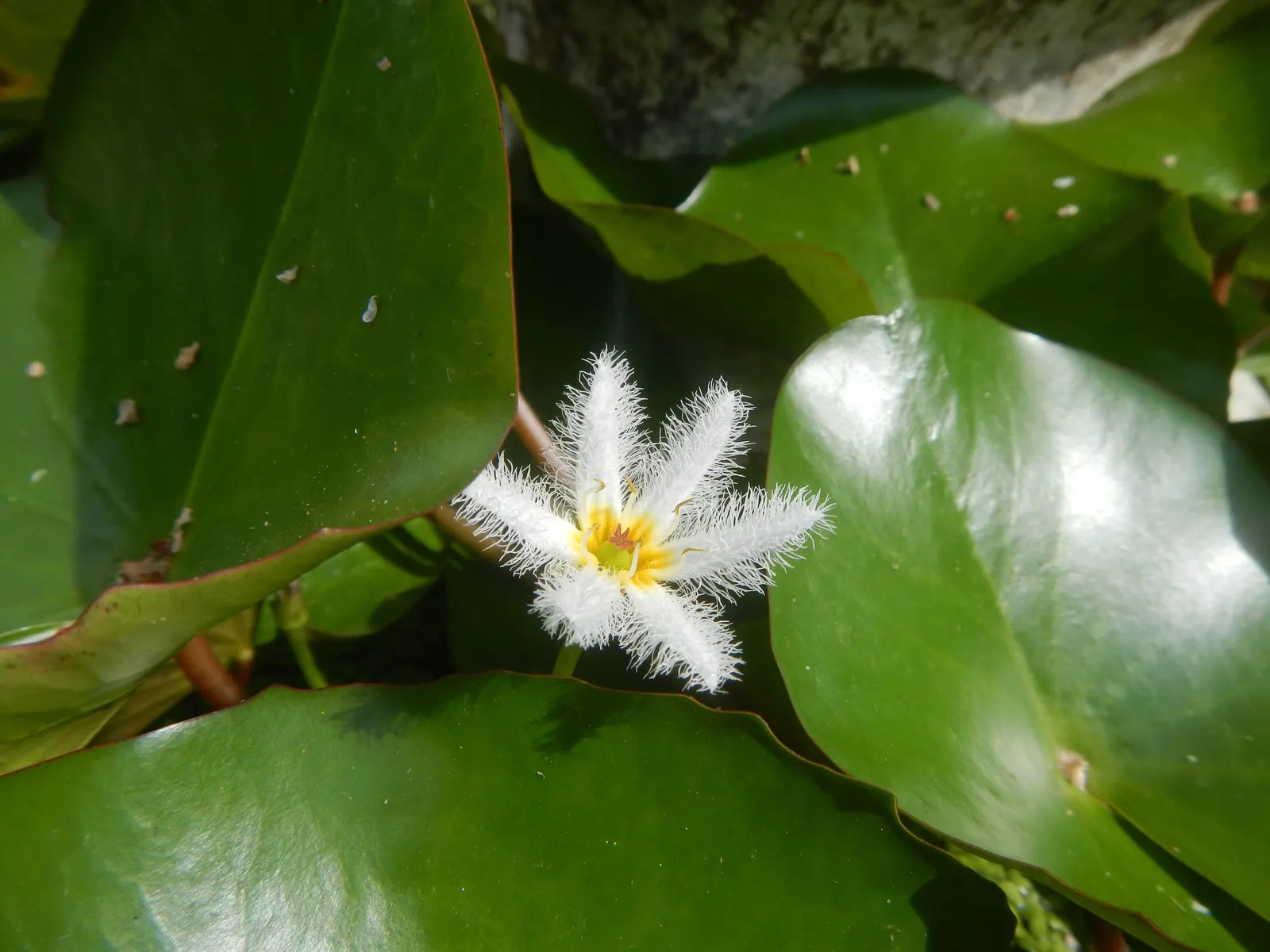 Water Lily , Hardy & Tropical (Nymphaea Cultivars) — and 6 to 18 inches for tropical types; open in the early morning and close in the late afternoon