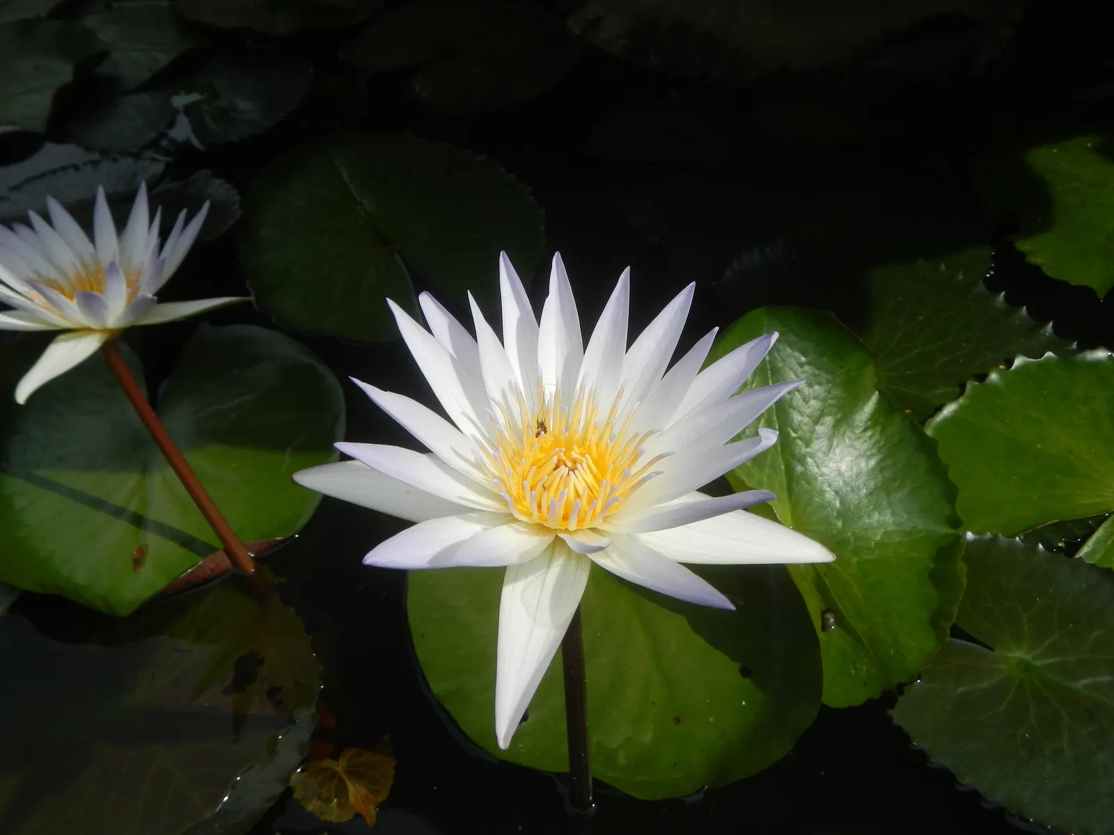 Water Lily , Hardy & Tropical (Nymphaea Cultivars) — commonly referred to as Water Lilies; providing shade which helps reduce algae growth in, image 69
