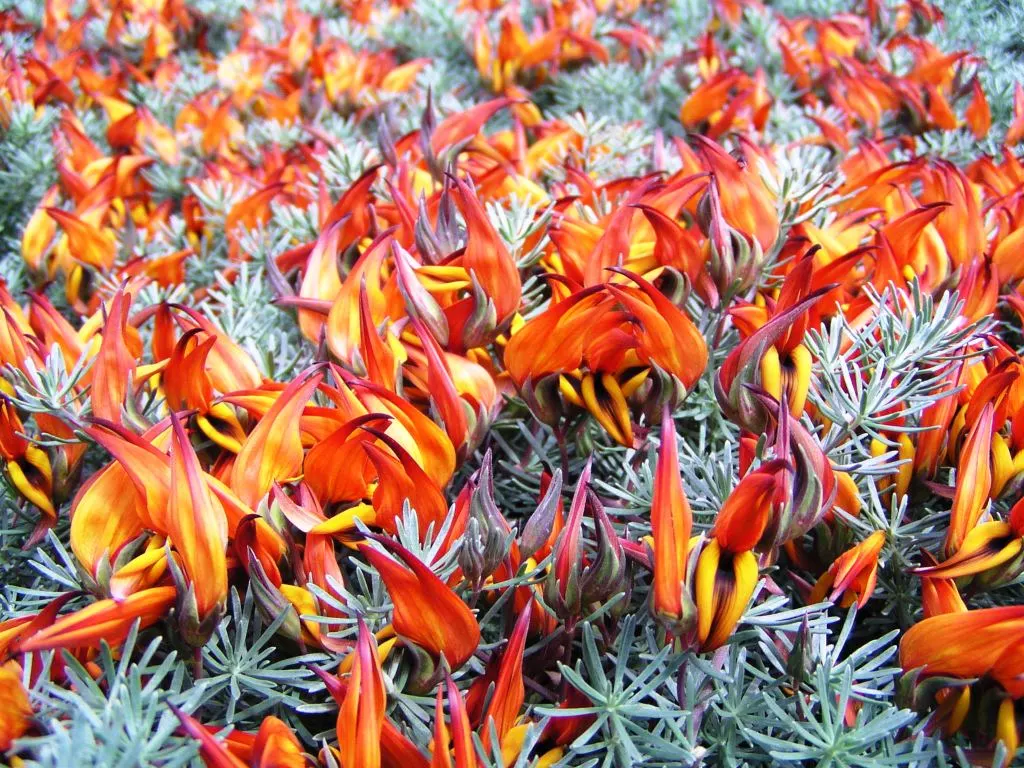Parrot's Beak (Lotus Berthelotii) — ground cover / perennial for full or half
