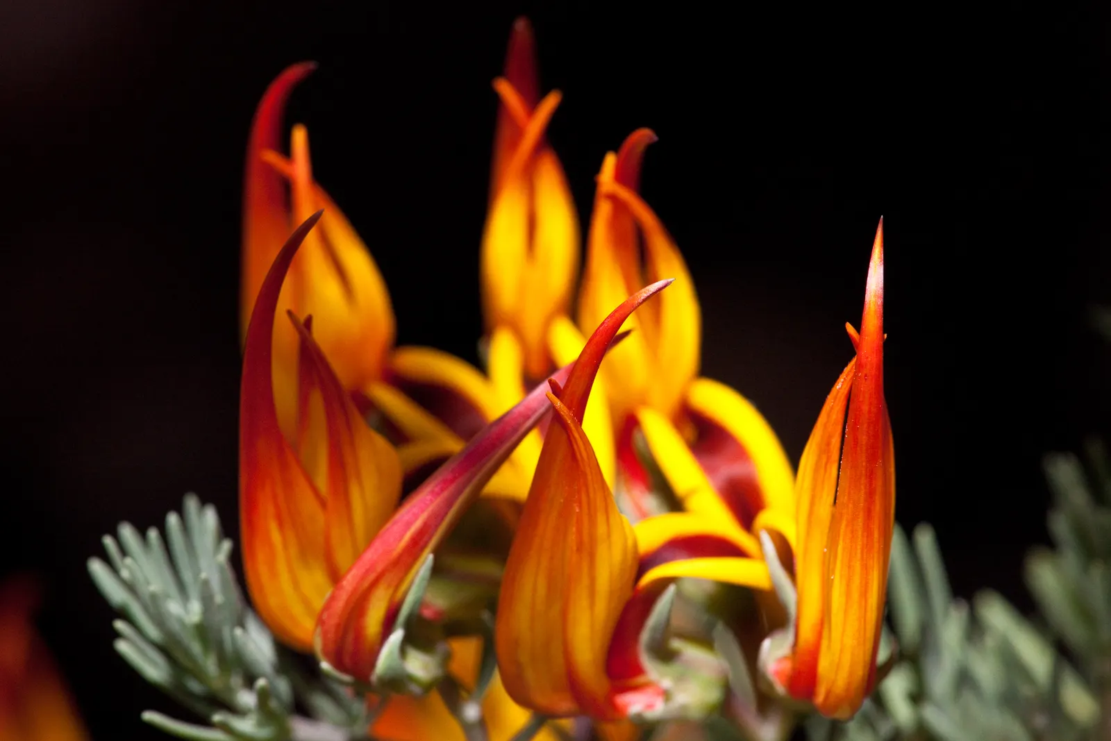 Parrot's Beak (Lotus Berthelotii) — silvery-gray leaves that provide a striking contrast to its fiery flowers