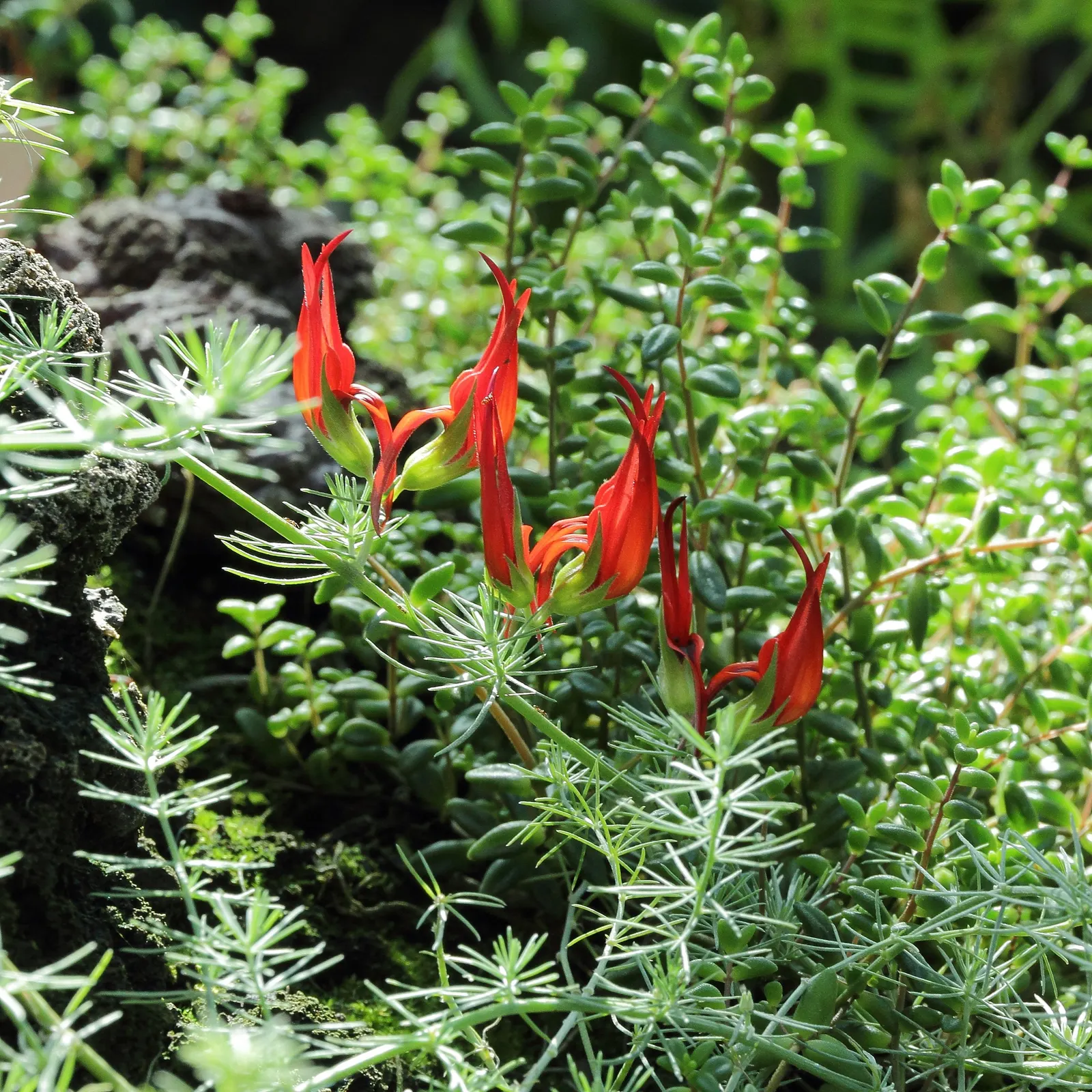 Parrot's Beak (Lotus Berthelotii) — making it perfect for arid or coastal landscapes