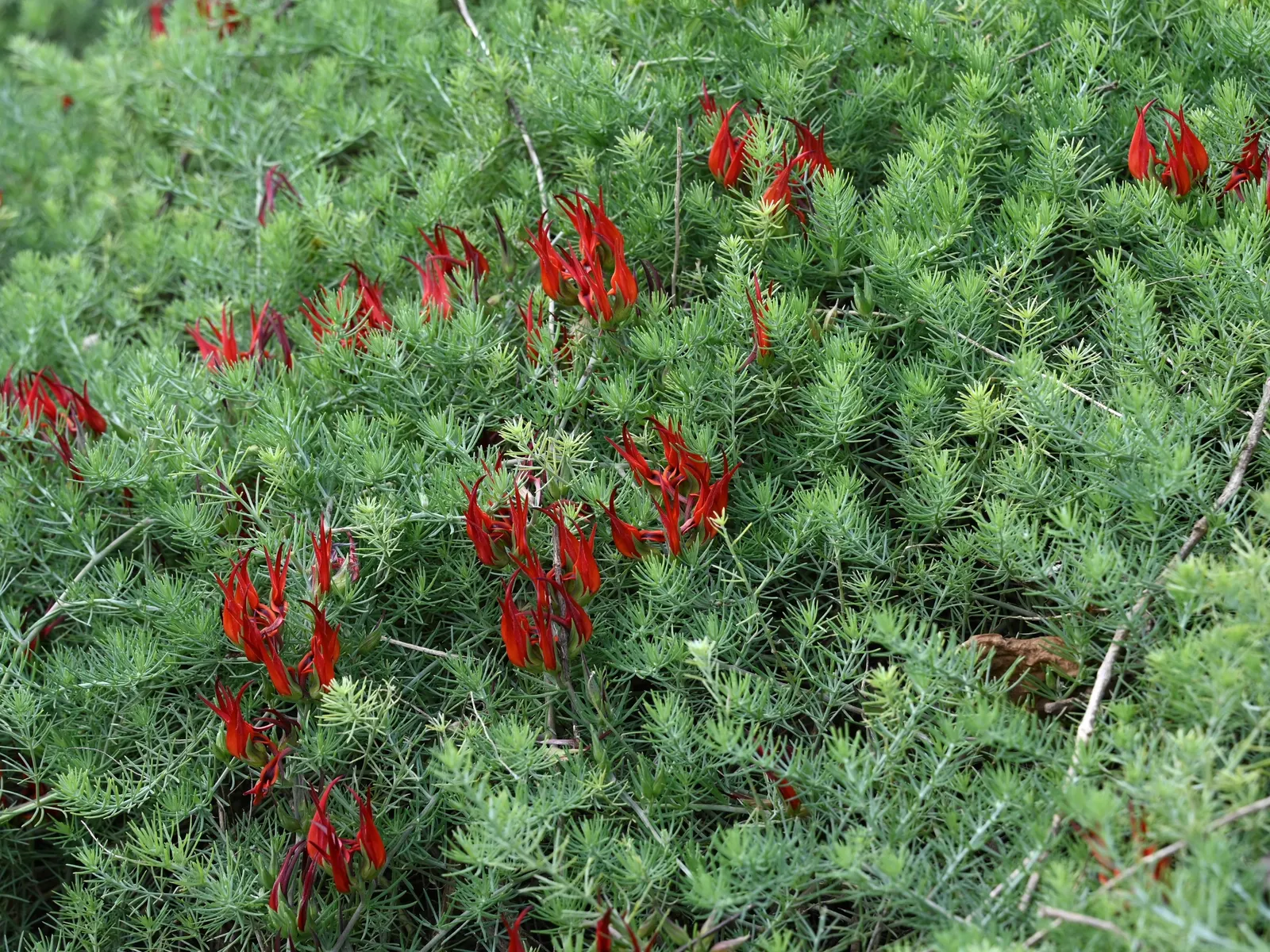 Parrot's Beak (Lotus Berthelotii) — Lotus berthelotii can be grown as a perennial