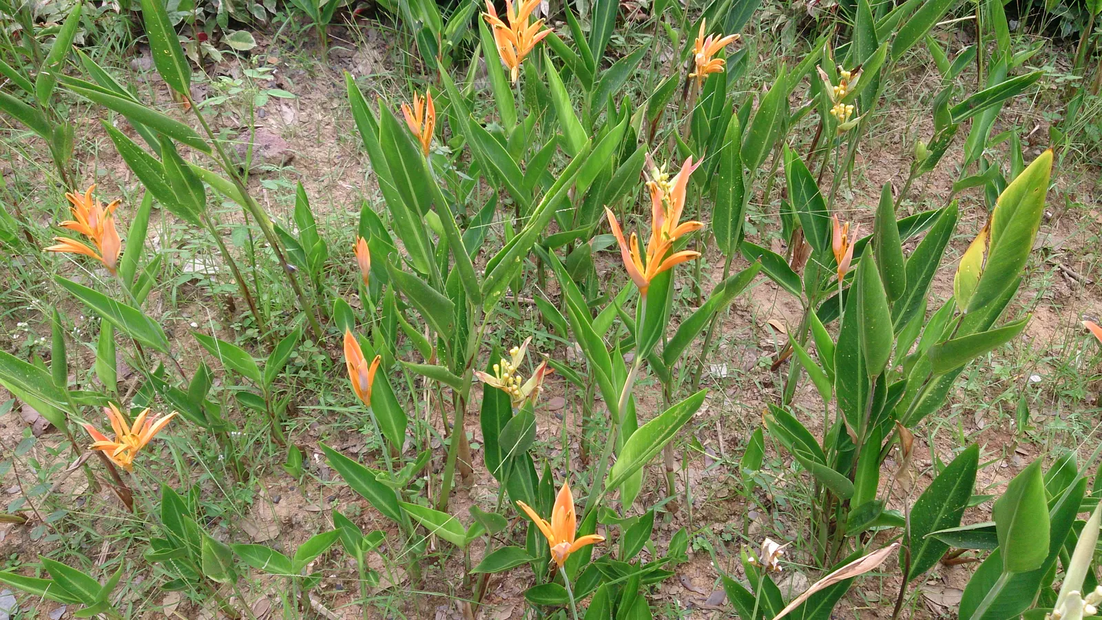Parrot's Beak (Lotus Berthelotii) — this cascading plant is a splendid choice for adding a splash of color to your landscape design