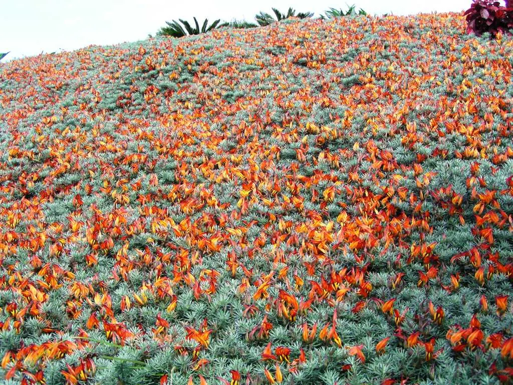Parrot's Beak (Lotus Berthelotii) — Lotus berthelotii is drought-tolerant once established, making it a good option for water-efficient gardens