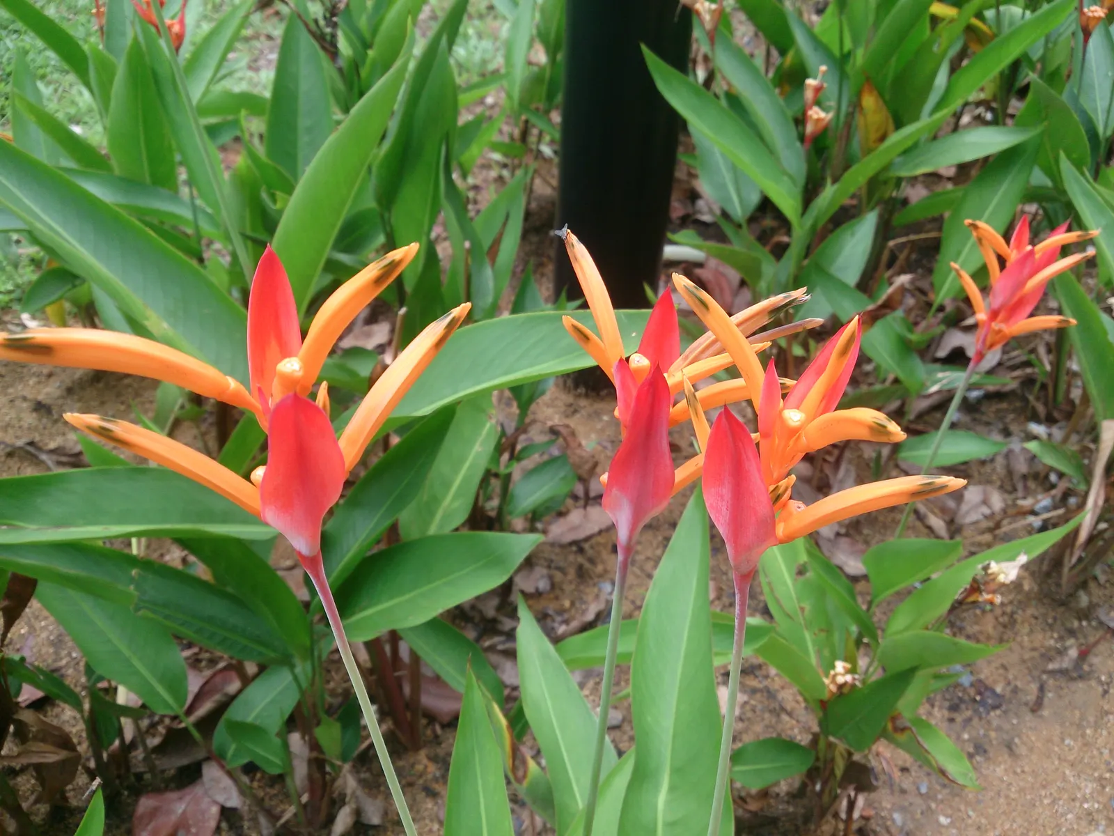 Parrot's Beak (Lotus Berthelotii) — orange flowers in the garden