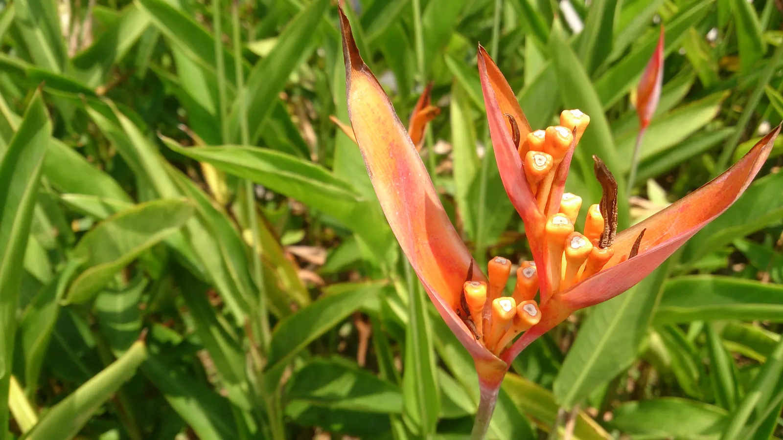 Parrot's Beak (Lotus Berthelotii) — vibrant blooms that resemble a parrot's beak in shape