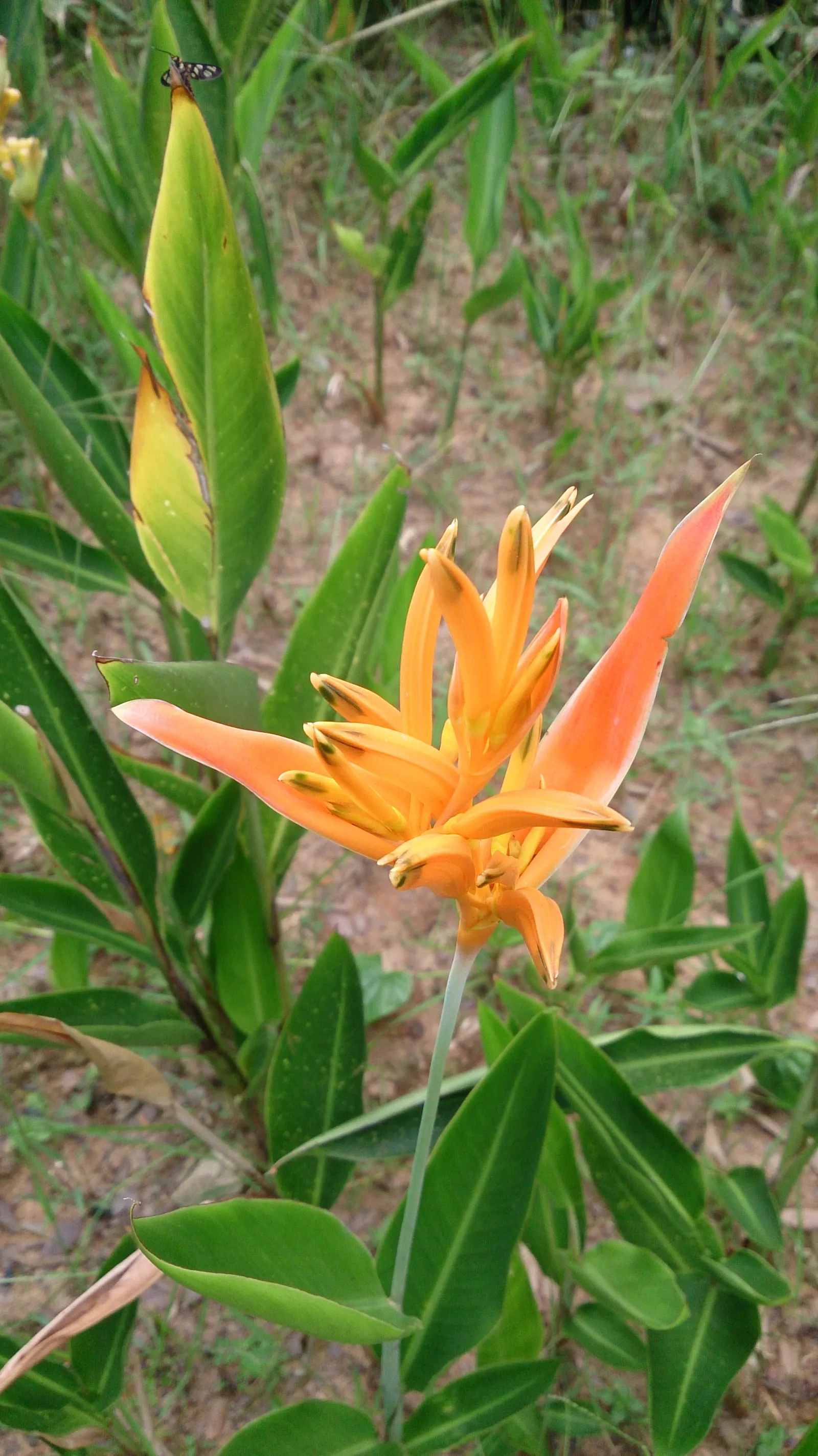 Parrot's Beak (Lotus Berthelotii) — For climates in the USDA hardiness zones 9 to 11