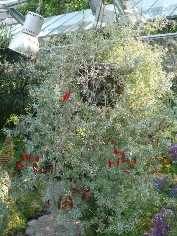 Parrot's Beak (Lotus Berthelotii) — feathery blooms resembling a parrot's beak; making it perfect for arid or coastal landscapes