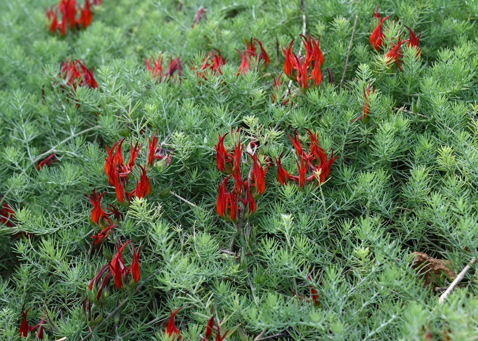 Parrot's Beak (Lotus Berthelotii) — is an eye-catching perennial plant prized for its unique; orange flowers in the garden