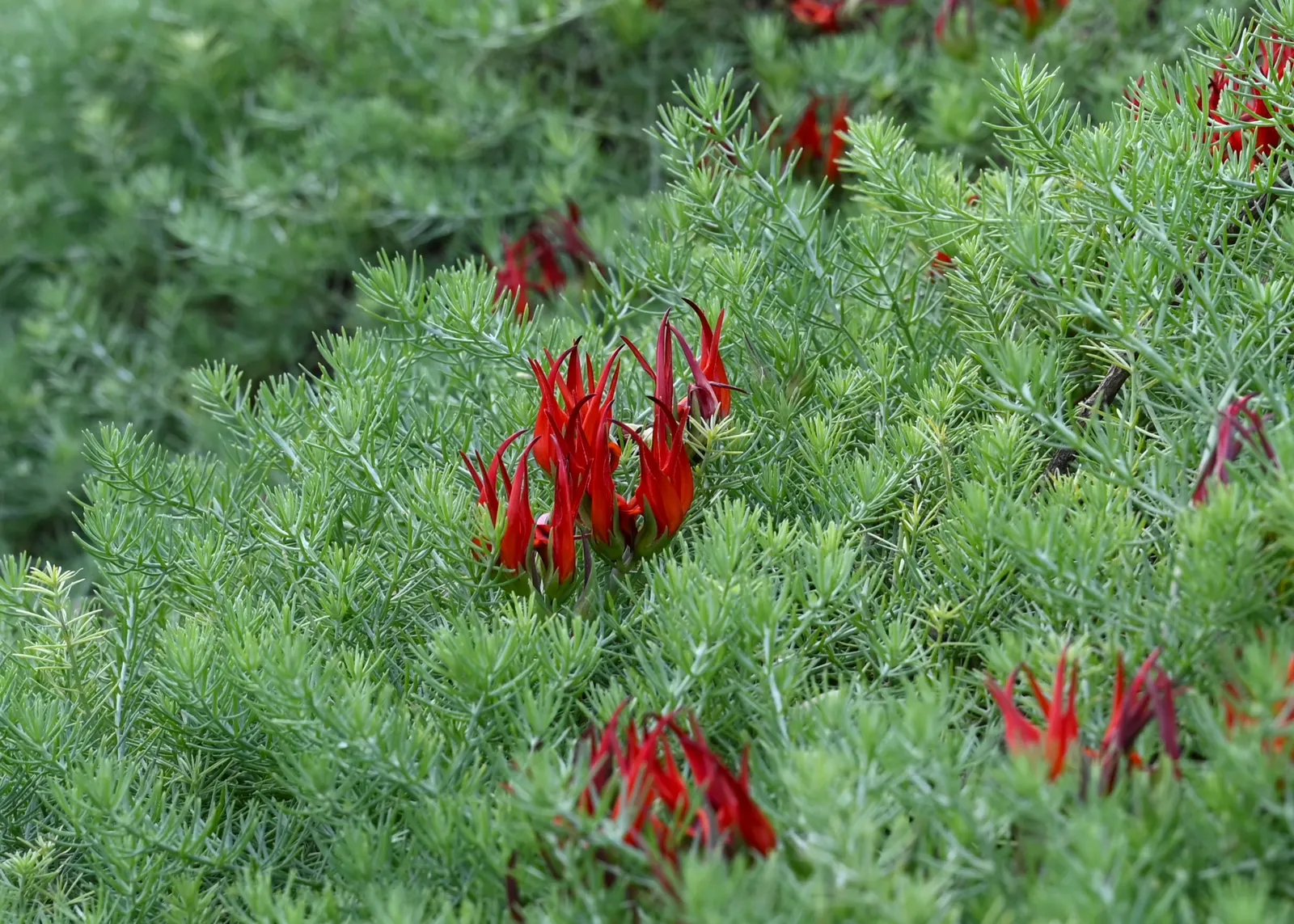 Parrot's Beak (Lotus Berthelotii) — Hardy to USDA Zone 10, it provides a splash of color in warmer climates; vibrant blooms that resemble a parrot's beak in