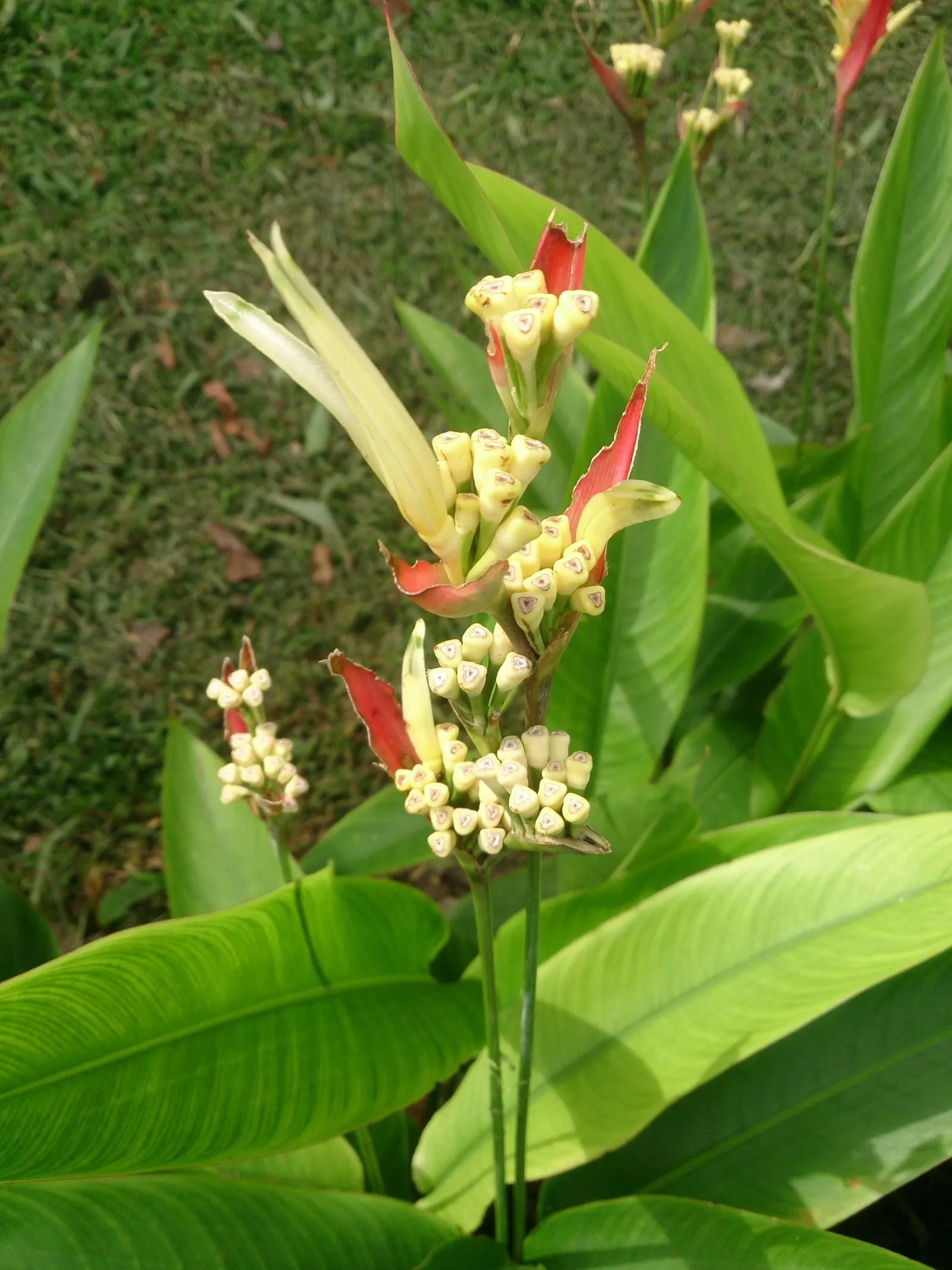 Parrot's Beak (Lotus Berthelotii) — emphasize the minimal maintenance required and the plant's ability to attract pollinators