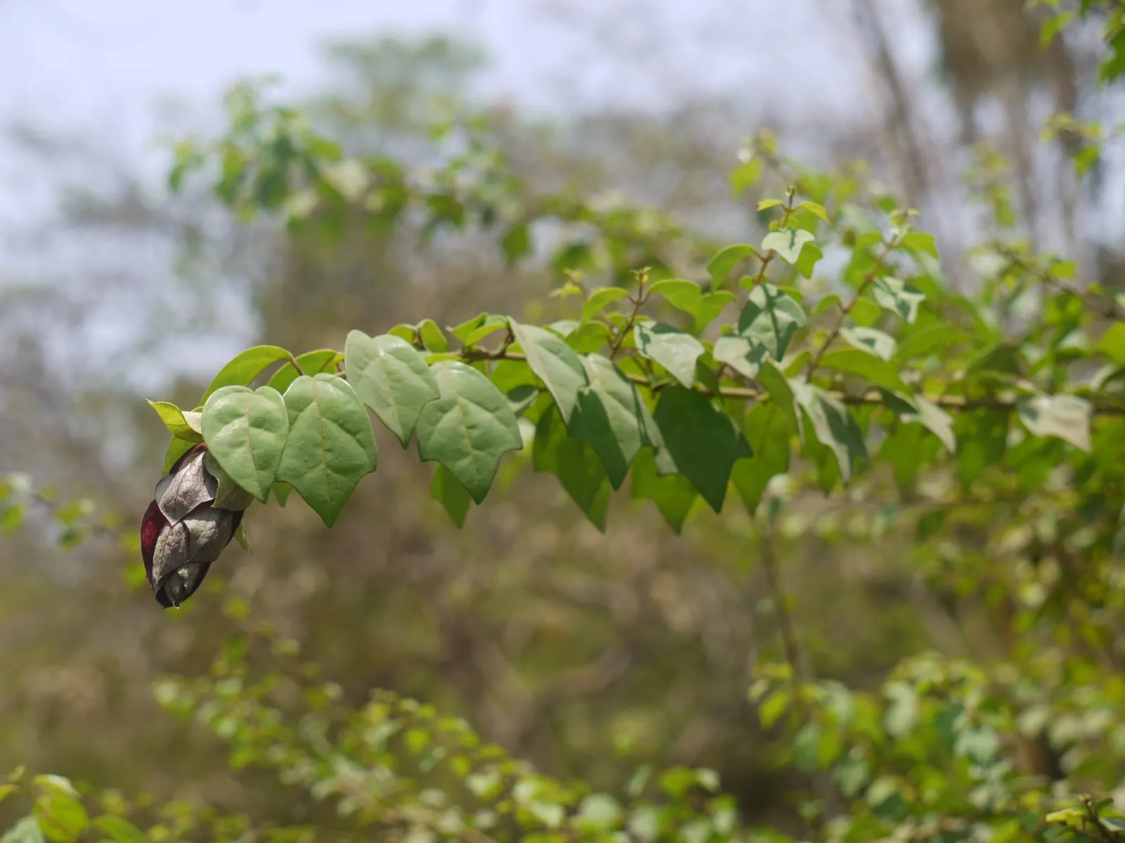 Parrot's Beak (Lotus Berthelotii) — requiring a minimum of 6 to 8 hours of direct sunlight daily