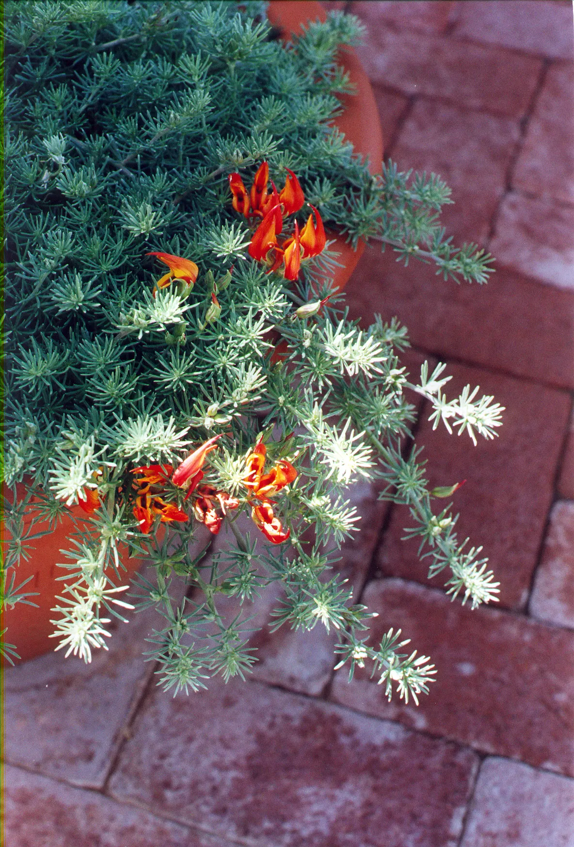 Parrot's Beak (Lotus Berthelotii) — Ideal for containers or hanging baskets, it thrives in full sun, achieving lengths up to 2 feet