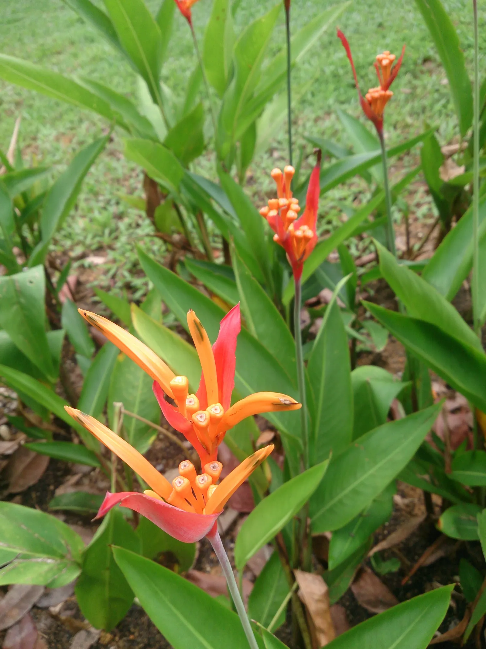 Parrot's Beak (Lotus Berthelotii) — This low-maintenance plant requires well-drained soil and minimal water