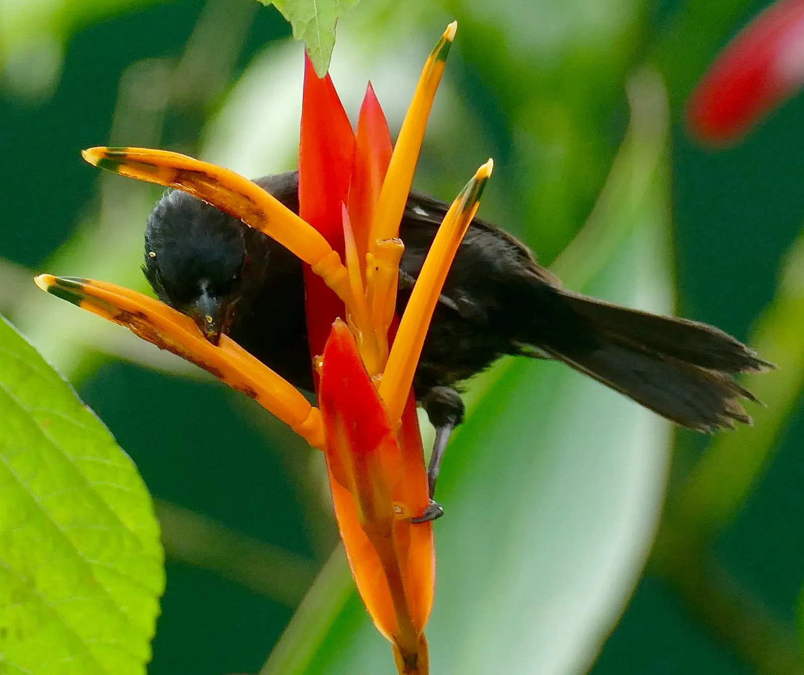 Parrot's Beak (Lotus Berthelotii) — is an eye-catching perennial plant prized for its unique