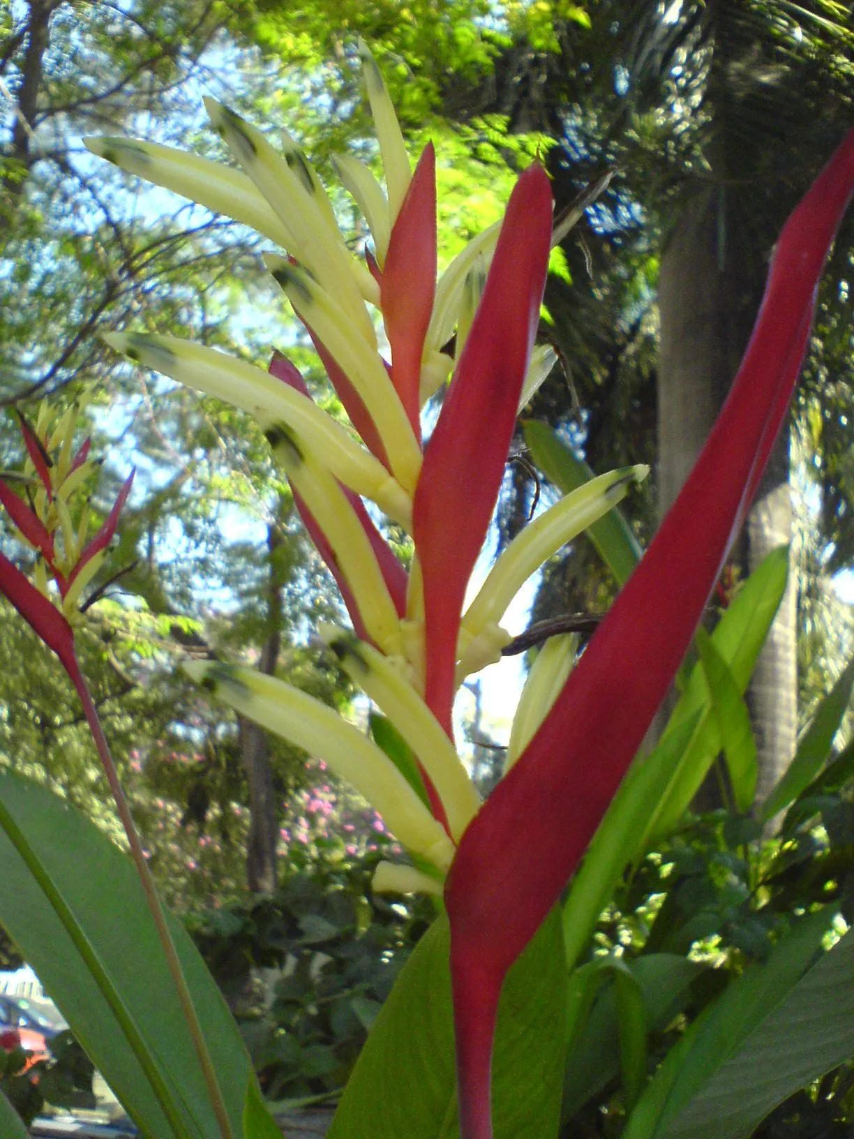 Parrot's Beak (Lotus Berthelotii) — and prefers well-draining soil to avoid root rot