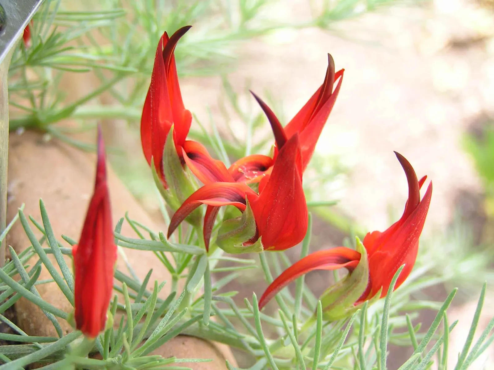 Parrot's Beak (Lotus Berthelotii) — Hardy to USDA Zone 10, it provides a splash of color in warmer climates