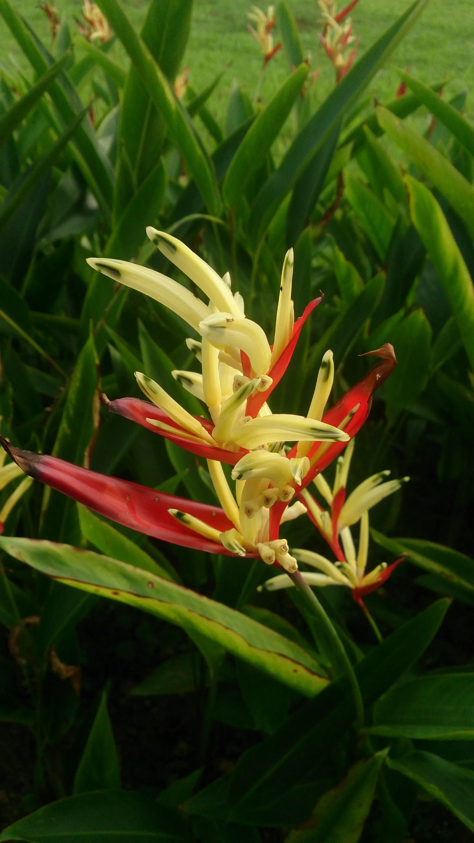 Parrot's Beak (Lotus Berthelotii) — popularly known as Parrot's Beak