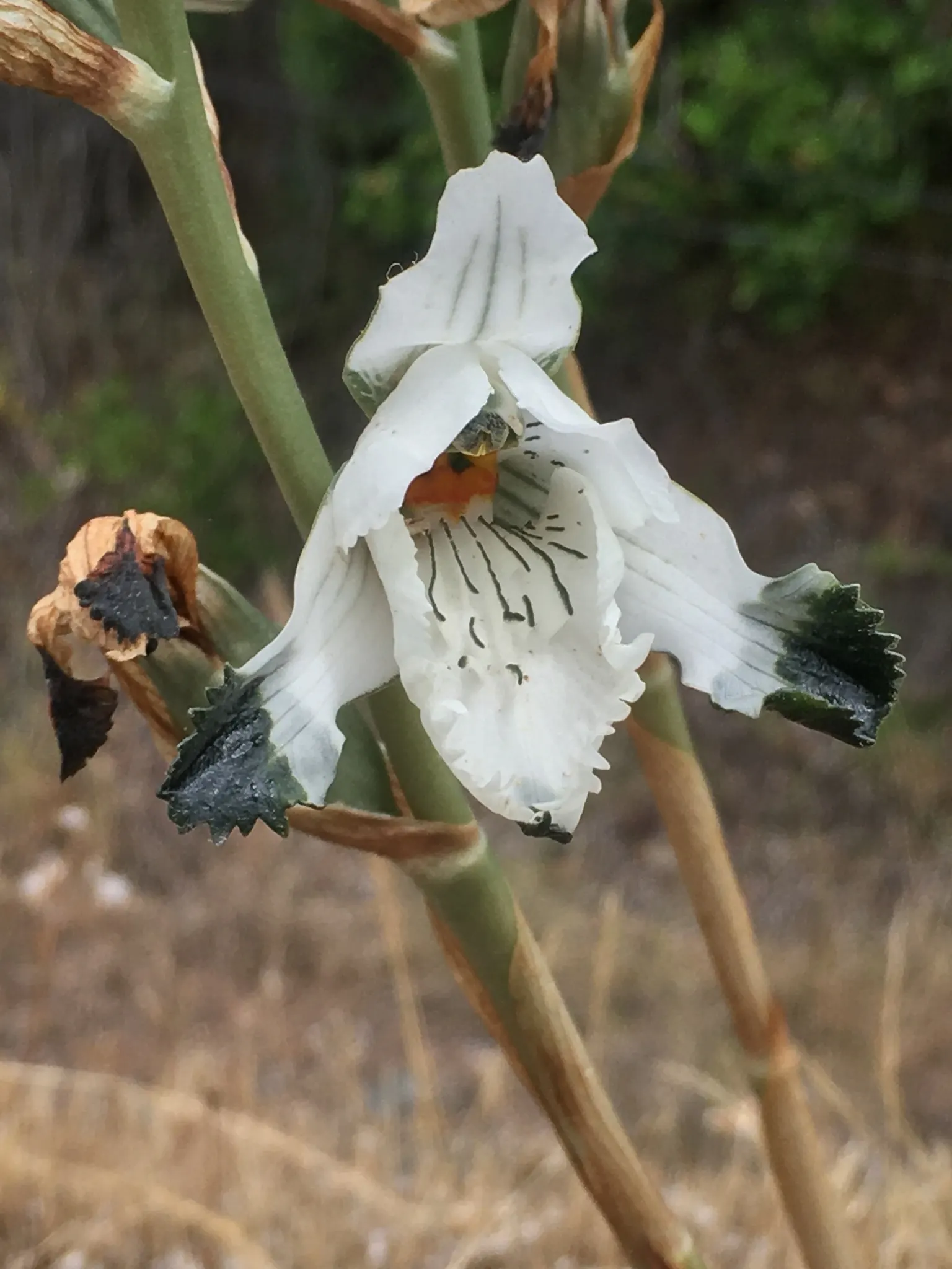 Parrot's Beak (Lotus Berthelotii) — Native to the Canary Islands