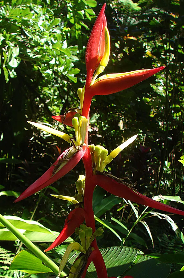 Parrot's Beak (Lotus Berthelotii) — making it perfect for arid or coastal landscapes; feathery blooms resembling a parrot's beak