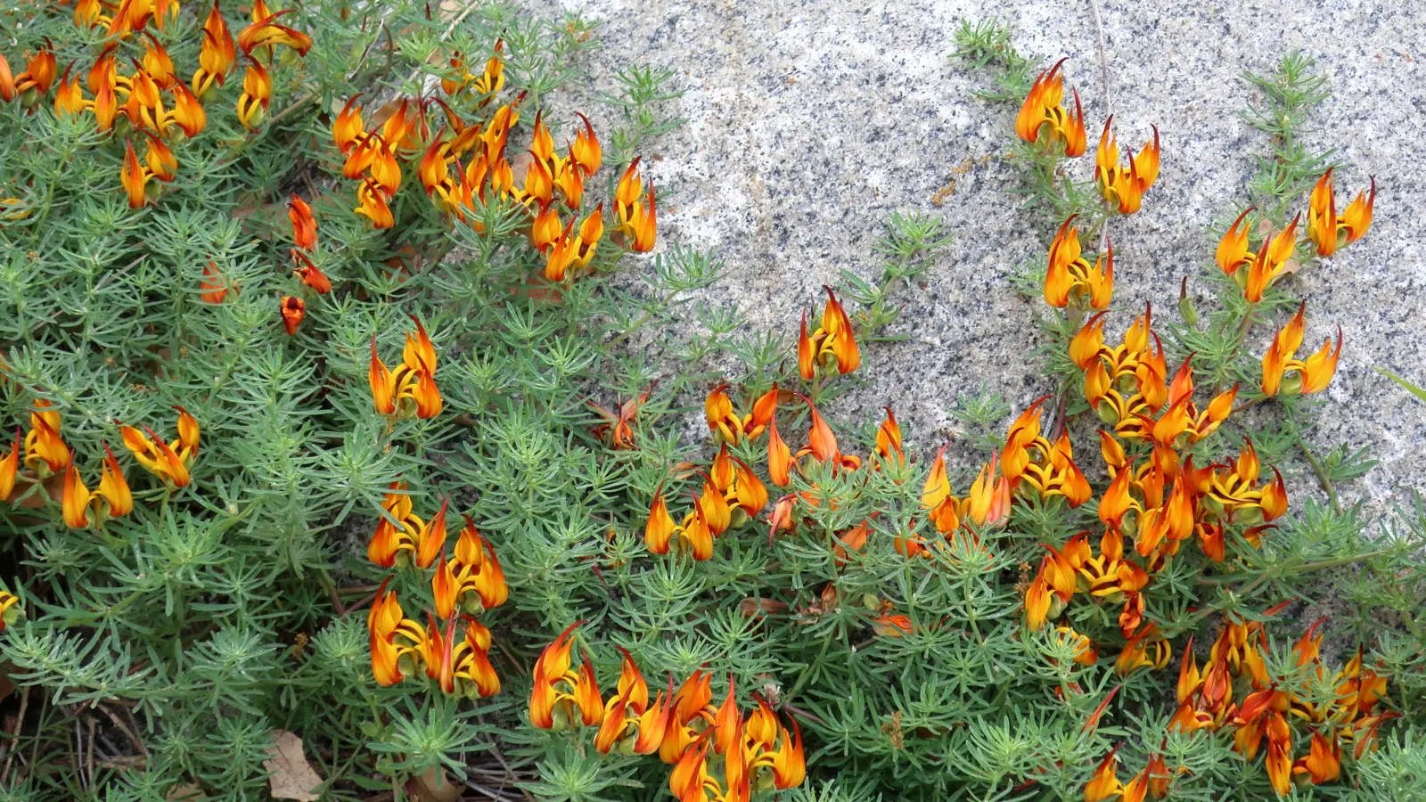 Parrot's Beak (Lotus Berthelotii) — vibrant blooms that resemble a parrot's beak in shape; hardy to USDA Zone 10, it provides a splash of color in warmer