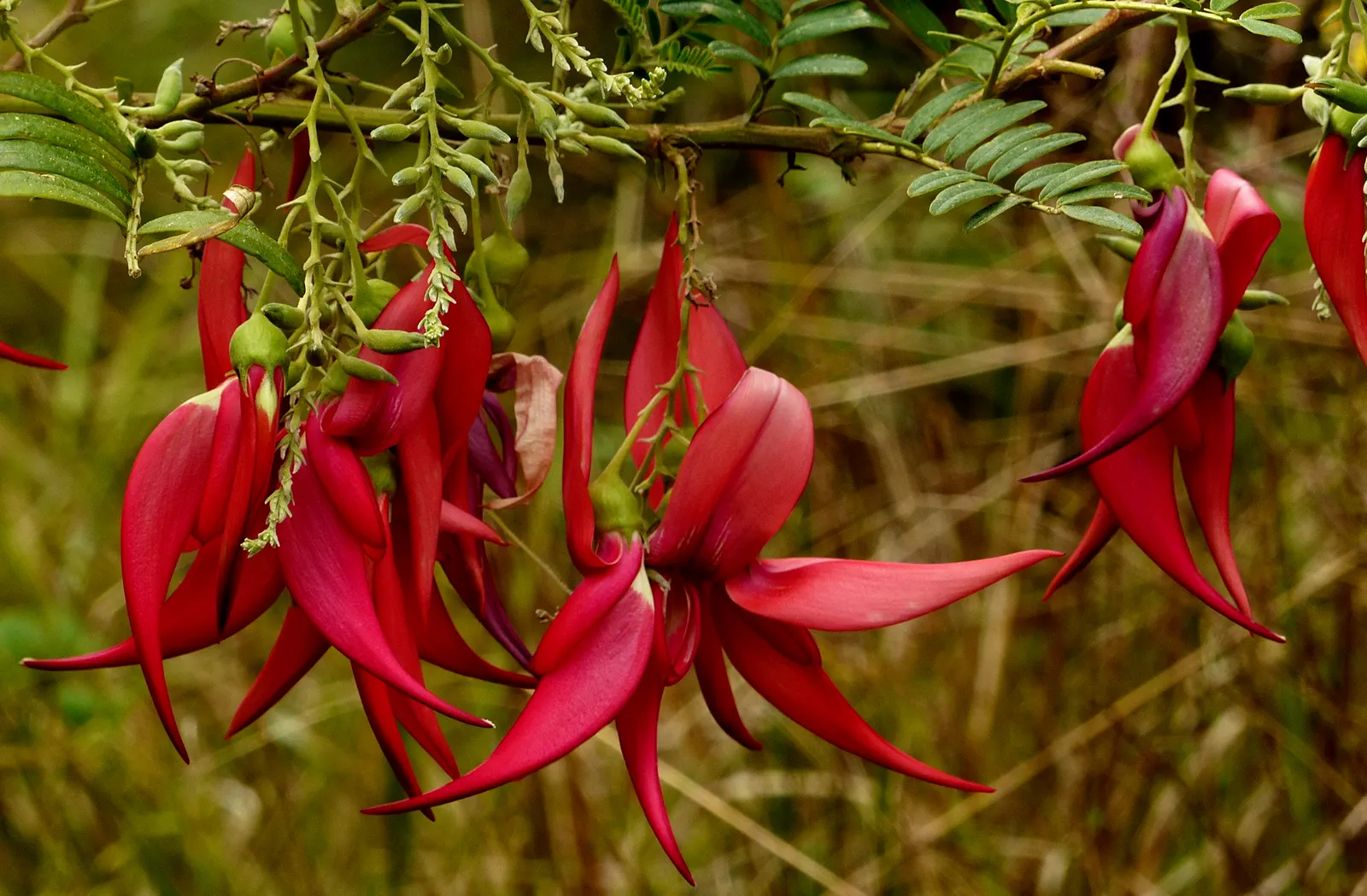 Parrot's Beak (Lotus Berthelotii) — It typically grows to a height of 8 to 12 inches and can spread up to 2 to 3 feet