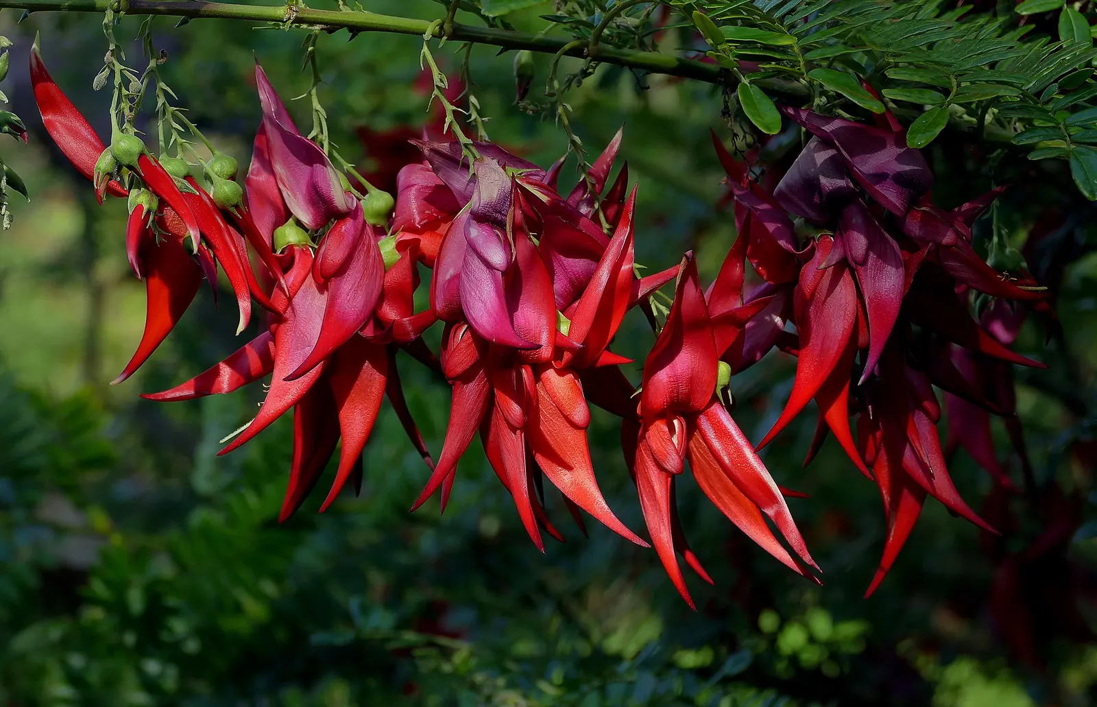Parrot's Beak (Lotus Berthelotii) — which can enhance the biodiversity and ecological appeal of their garden