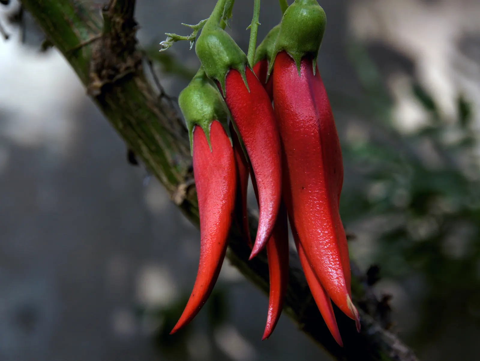 Parrot's Beak (Lotus Berthelotii) — This low-maintenance plant requires well-drained soil and minimal water; lotus berthelotii is drought-tolerant once