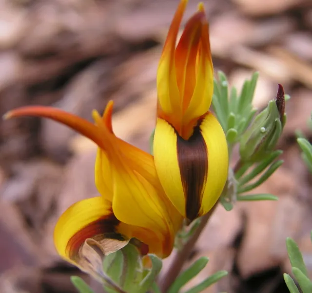 Parrot's Beak (Lotus Berthelotii) — feathery blooms resembling a parrot's beak