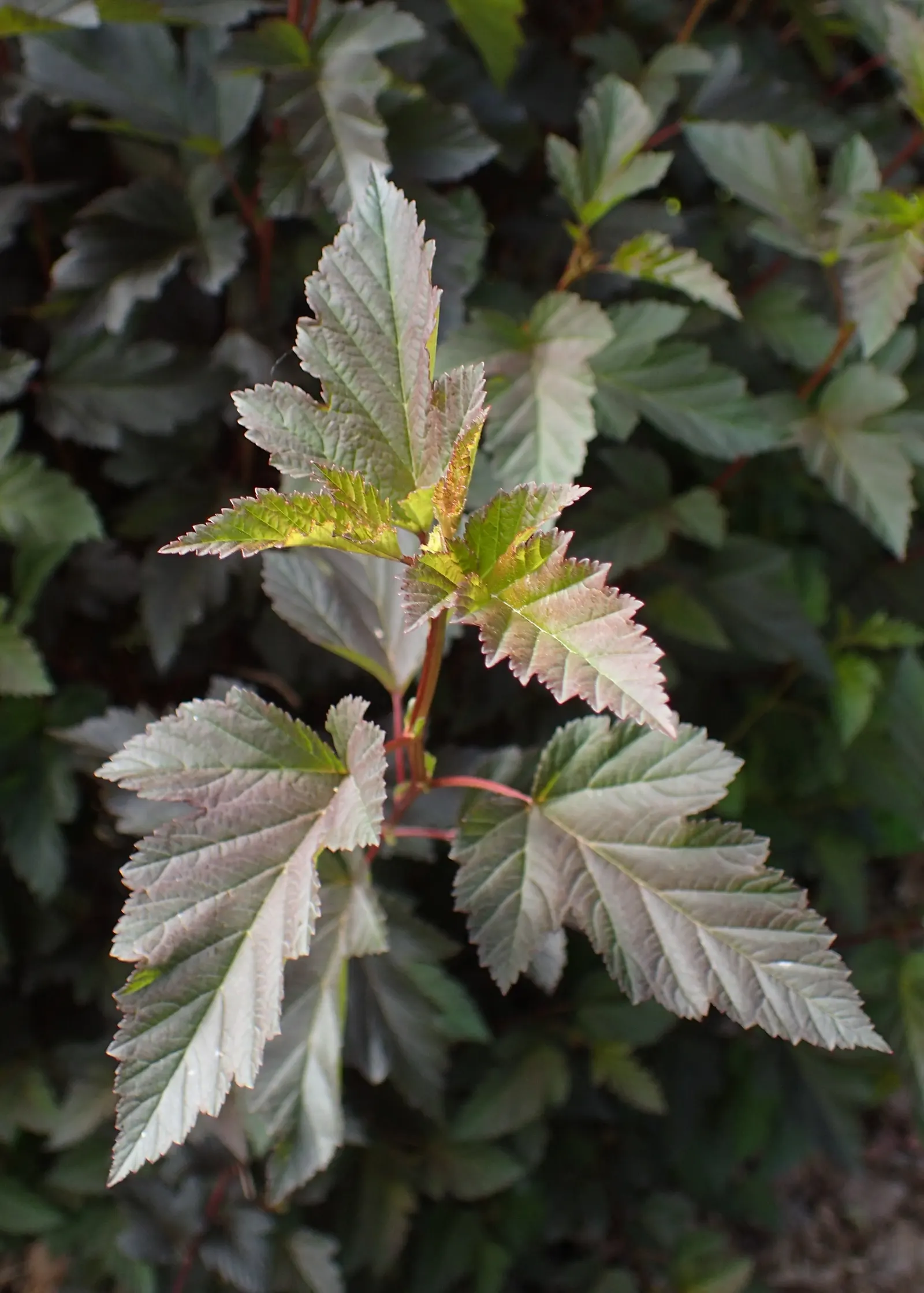 Summer Wine‚Ñ¢ Ninebark (Physocarpus Opulifolius 'Summer Wine') — Reaching 4-6 feet tall and wide