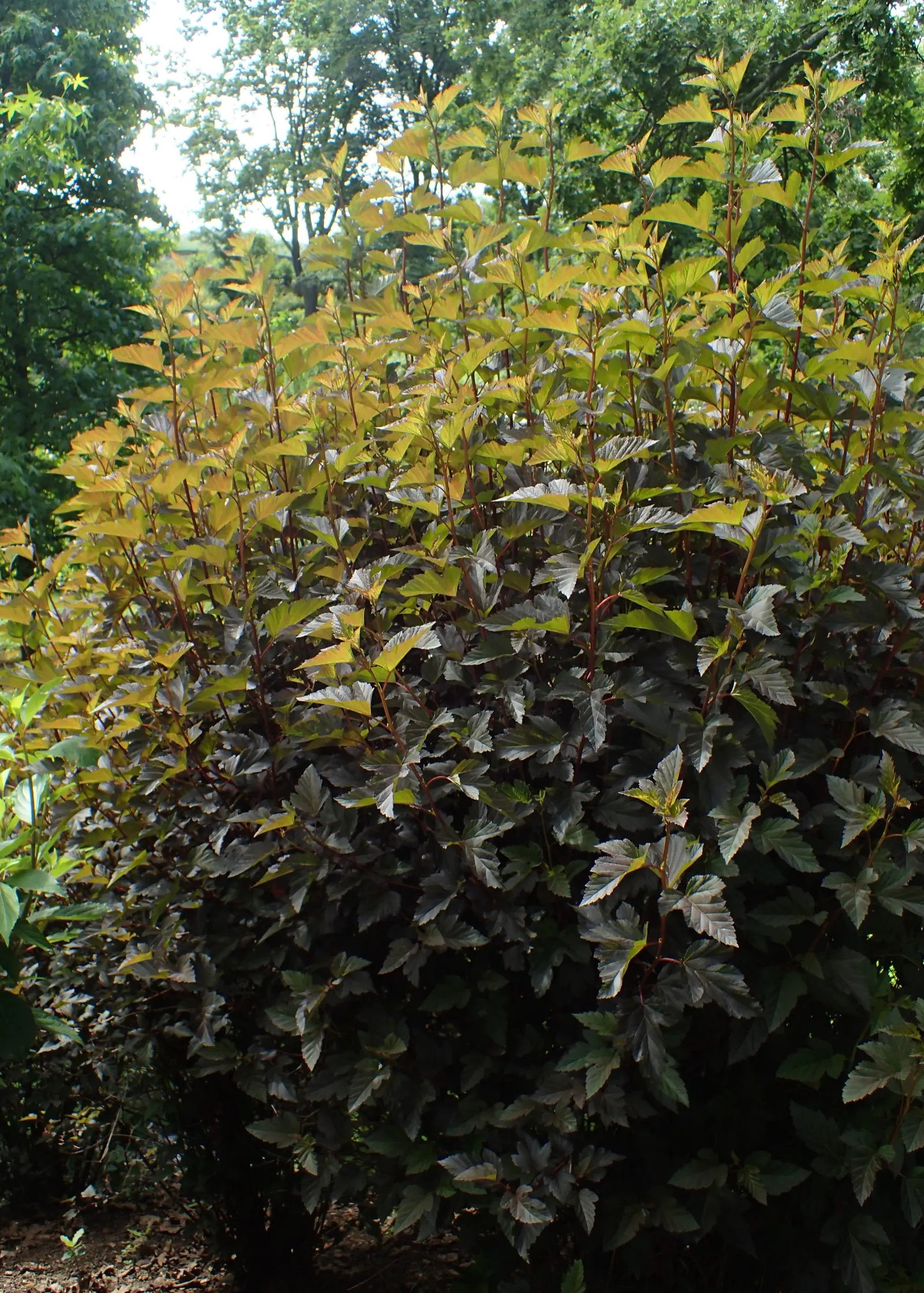 Summer Wine‚Ñ¢ Ninebark (Physocarpus Opulifolius 'Summer Wine') — Hardy in USDA zones 3-8, it tolerates a range of soils and is drought-resistant once