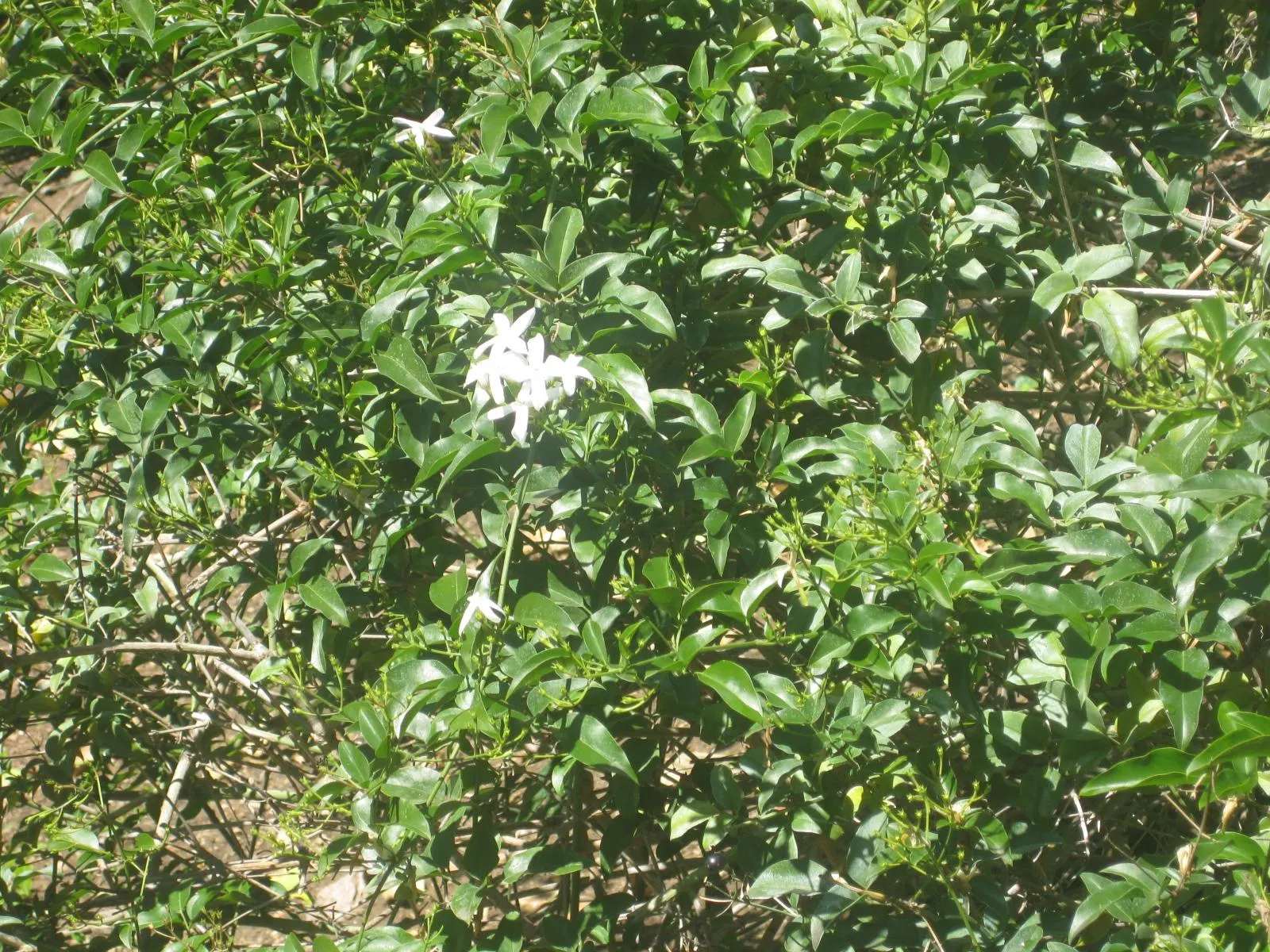 Twisted Jasmine (Jasminum Tortuosum) — Prune regularly to maintain its desired form and vitality