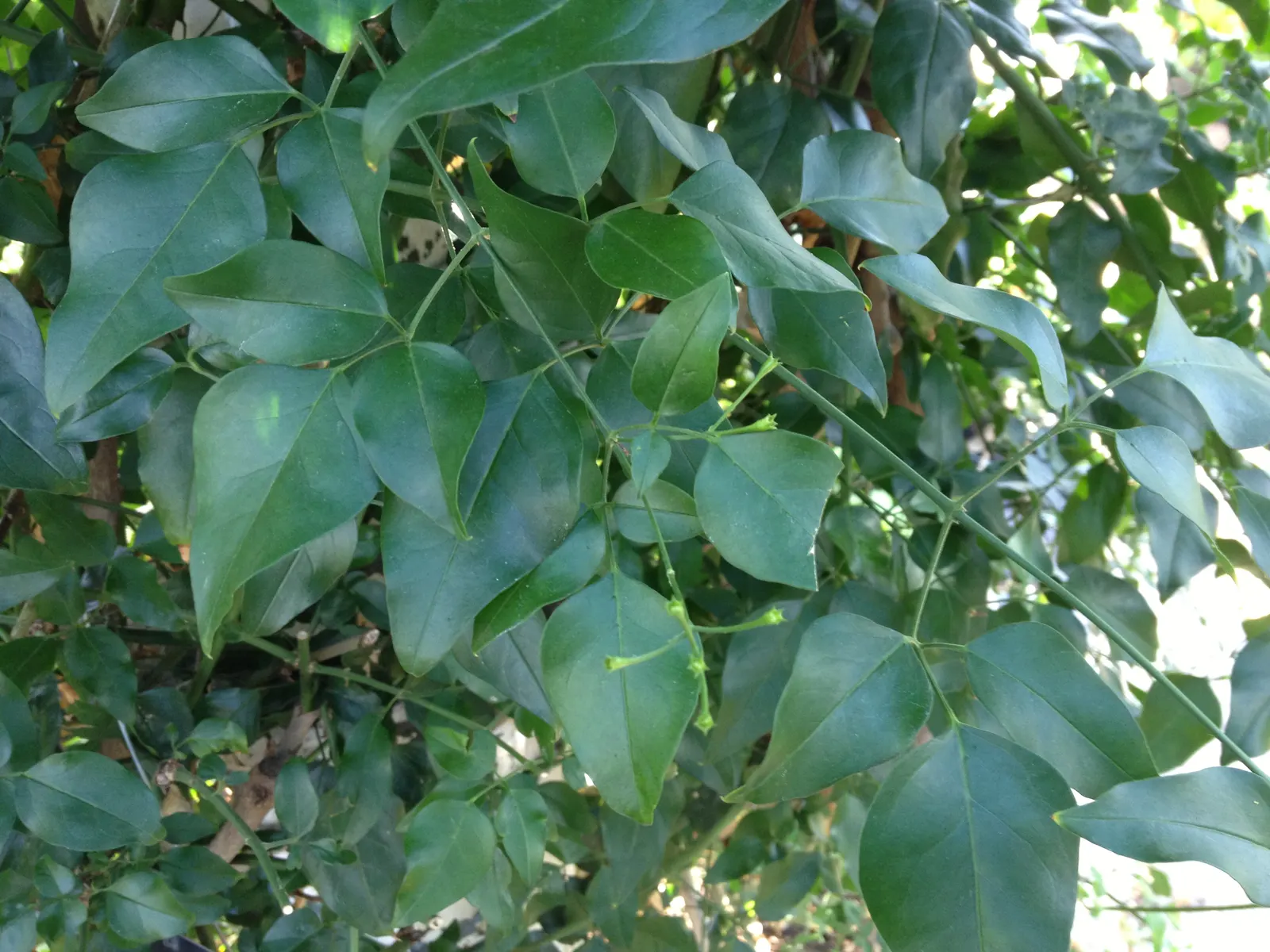 Twisted Jasmine (Jasminum Tortuosum) — evergreen climbing plant that adds an exotic and enticing allure to any landscape design
