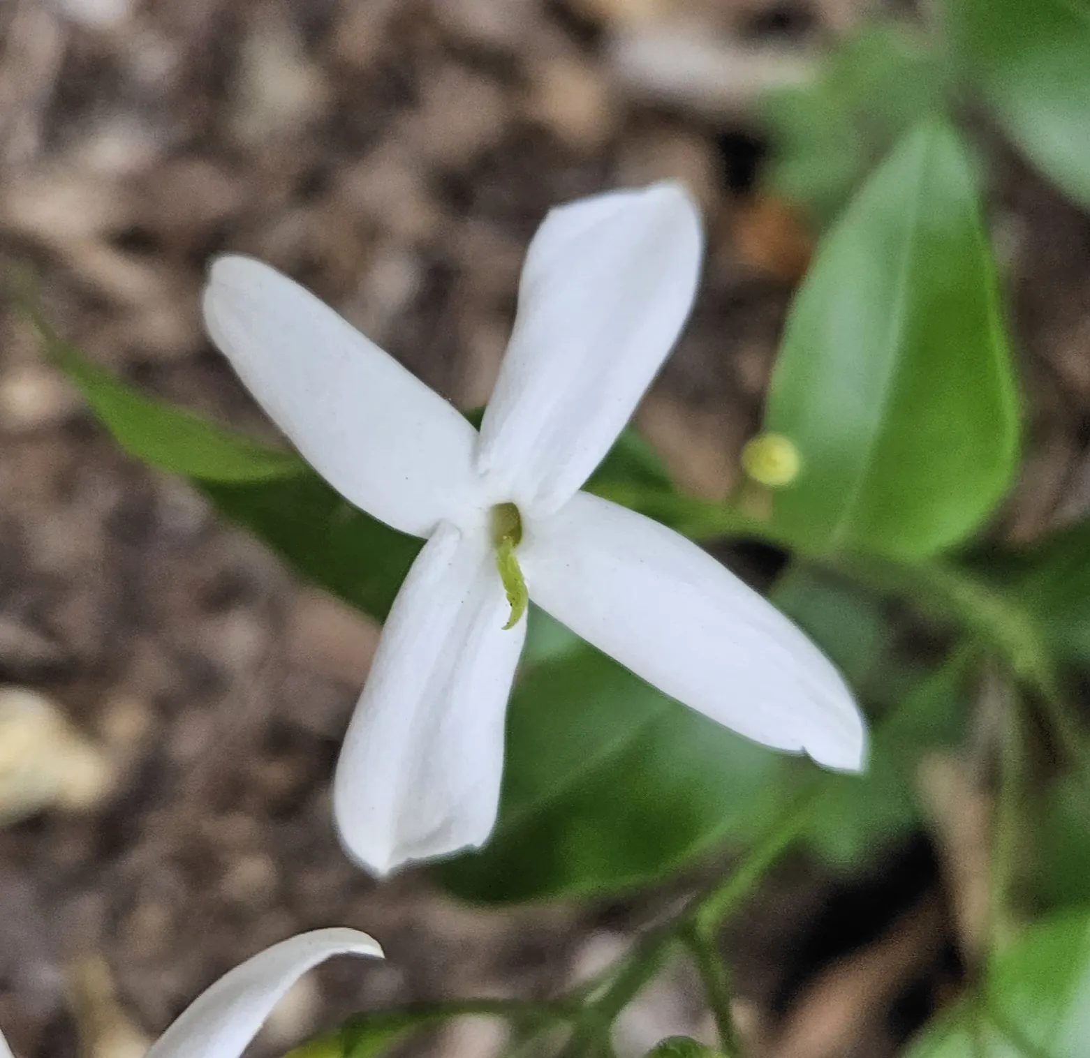 Twisted Jasmine (Jasminum Tortuosum) — Flourishing in USDA zones 9-10, it requires full sun to partial shade and well-drained soil