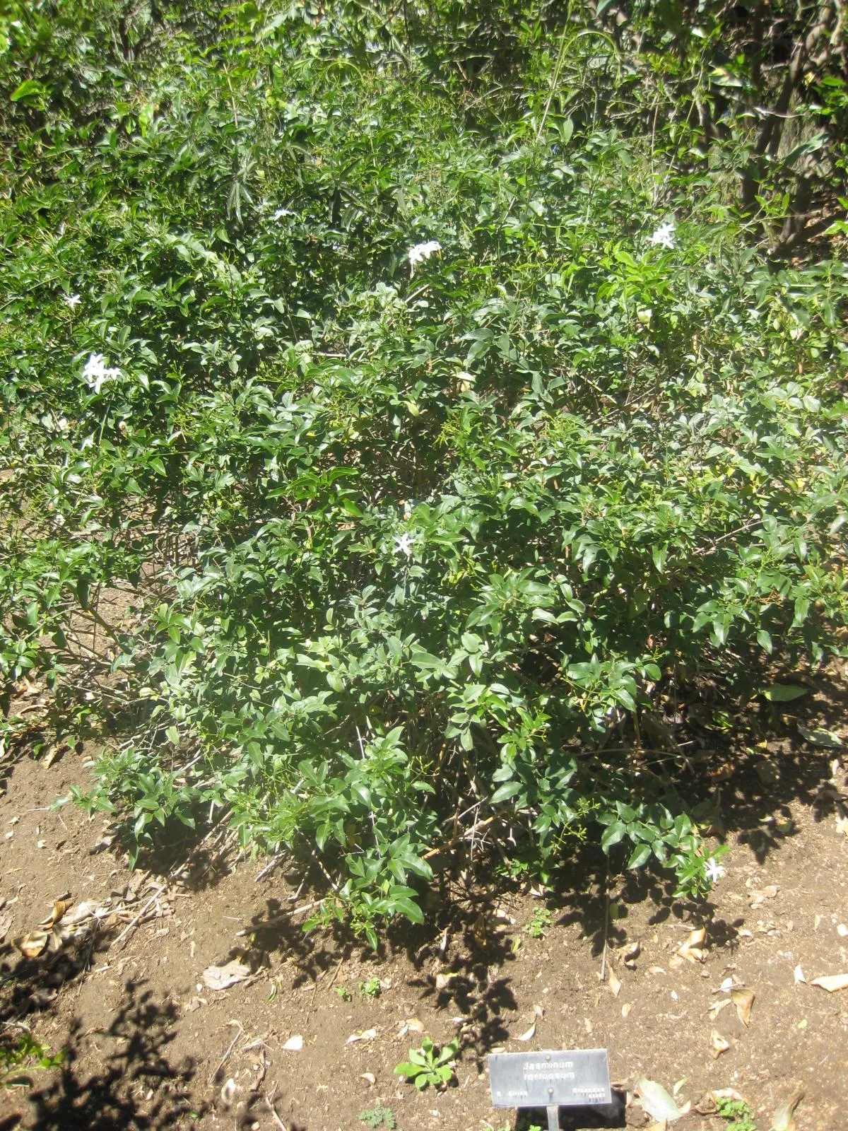 Twisted Jasmine (Jasminum Tortuosum) — the Twisted Jasmine requires a sturdy support structure like a trellis