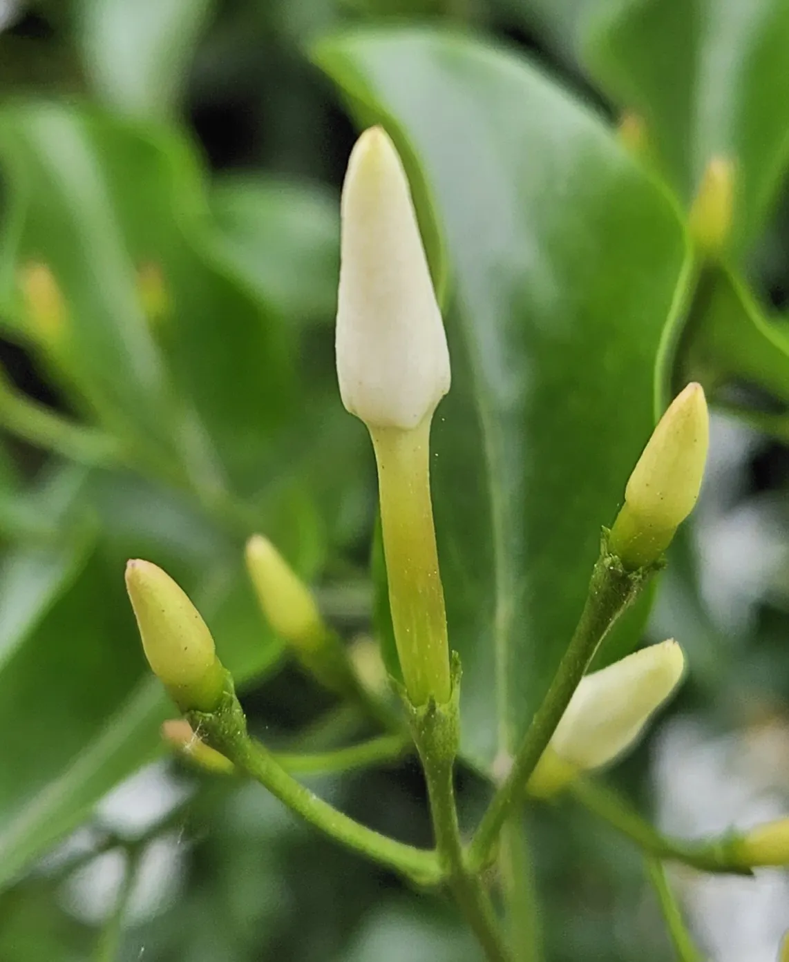 Twisted Jasmine (Jasminum Tortuosum) — Reaching up to 15 feet, it boasts fragrant, star-shaped white blooms