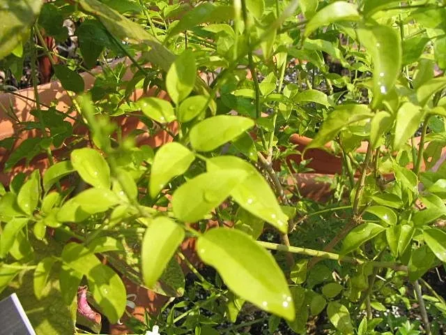 Twisted Jasmine (Jasminum Tortuosum) — An evergreen in milder climates, it adds year-round beauty