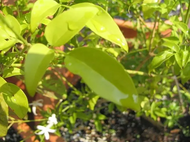 Twisted Jasmine (Jasminum Tortuosum) — Perfect for arbors and trellises, it offers a lush, twisted display