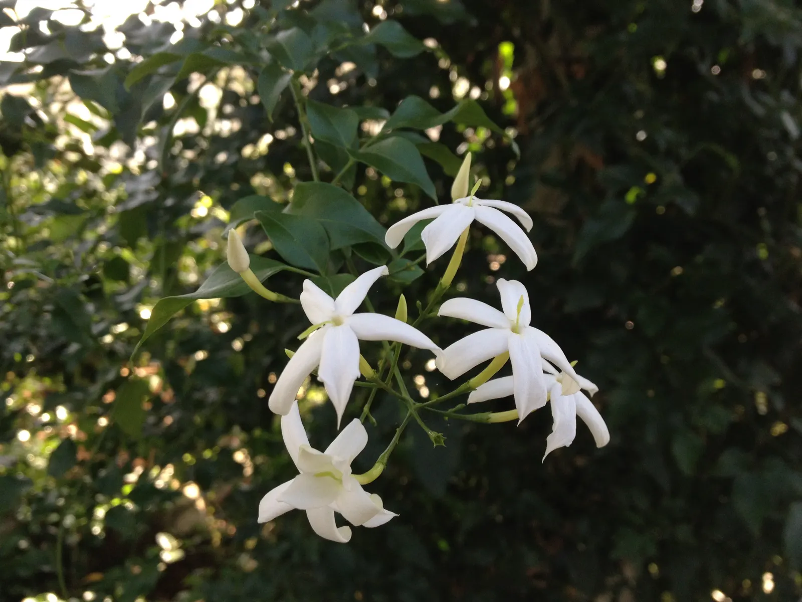 Twisted Jasmine (Jasminum Tortuosum) — scientifically referred to as Jasminum tortuosum