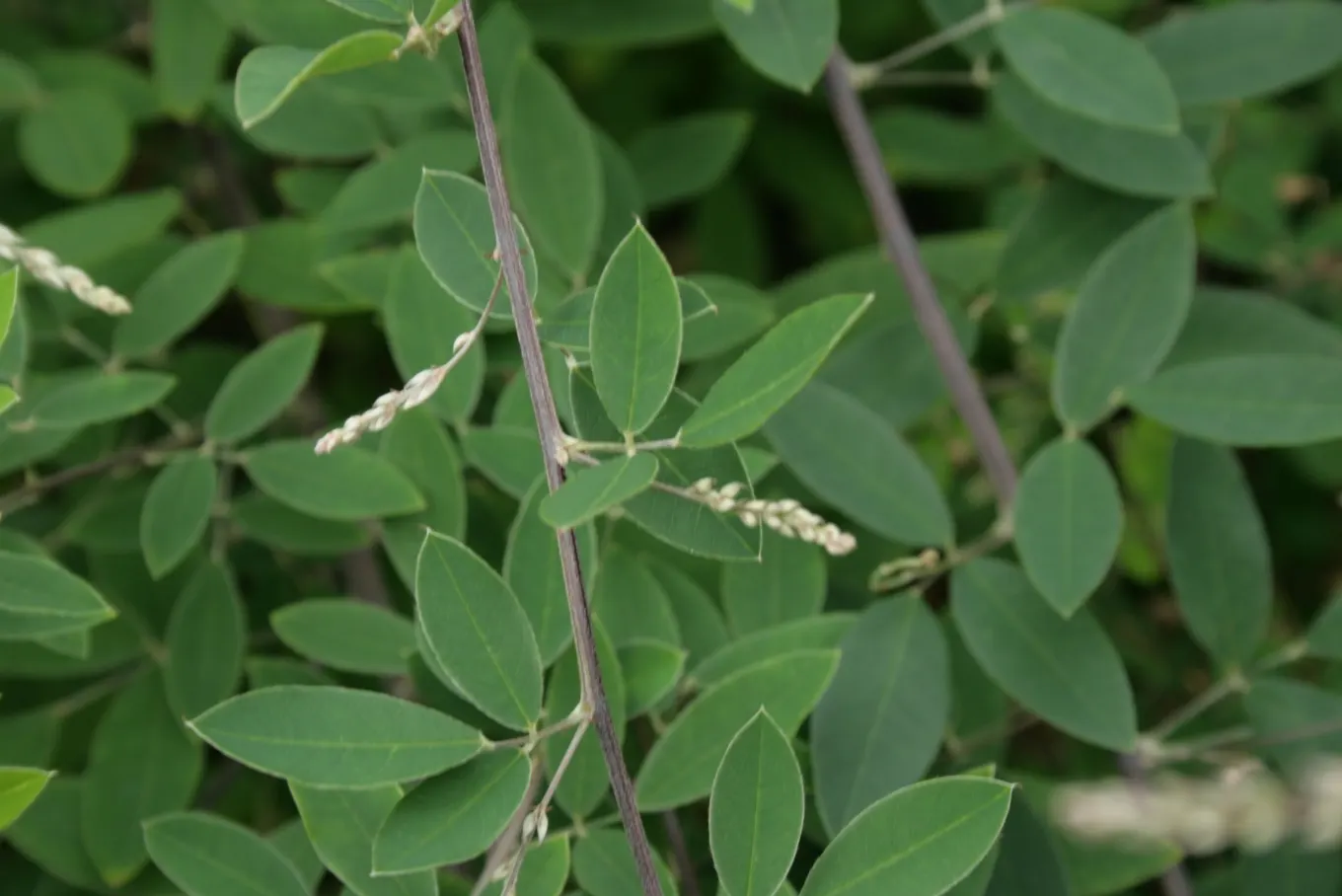 Japanese Bush Clover (Lespedeza Thunbergii 'Gibraltar') — For an ideal landscape scene; making it an excellent choice for adding texture