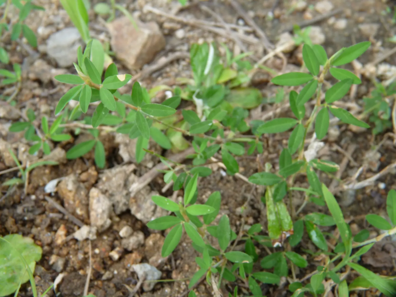 Japanese Bush Clover (Lespedeza Thunbergii 'Gibraltar') — grass / shrub for full or half; high-impact presence that captivates viewers with its, image 63