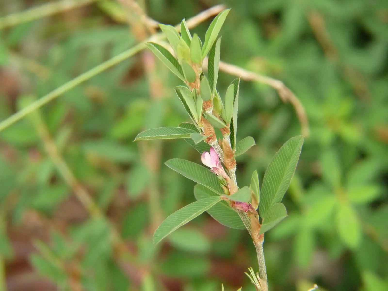 Japanese Bush Clover (Lespedeza Thunbergii 'Gibraltar') — For an ideal landscape scene