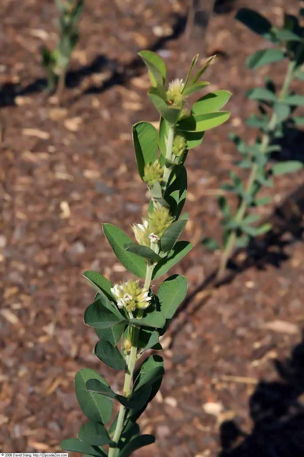 Japanese Bush Clover (Lespedeza Thunbergii 'Gibraltar') — the arching branches become densely laden with blossoms; making it an excellent choice, image 71
