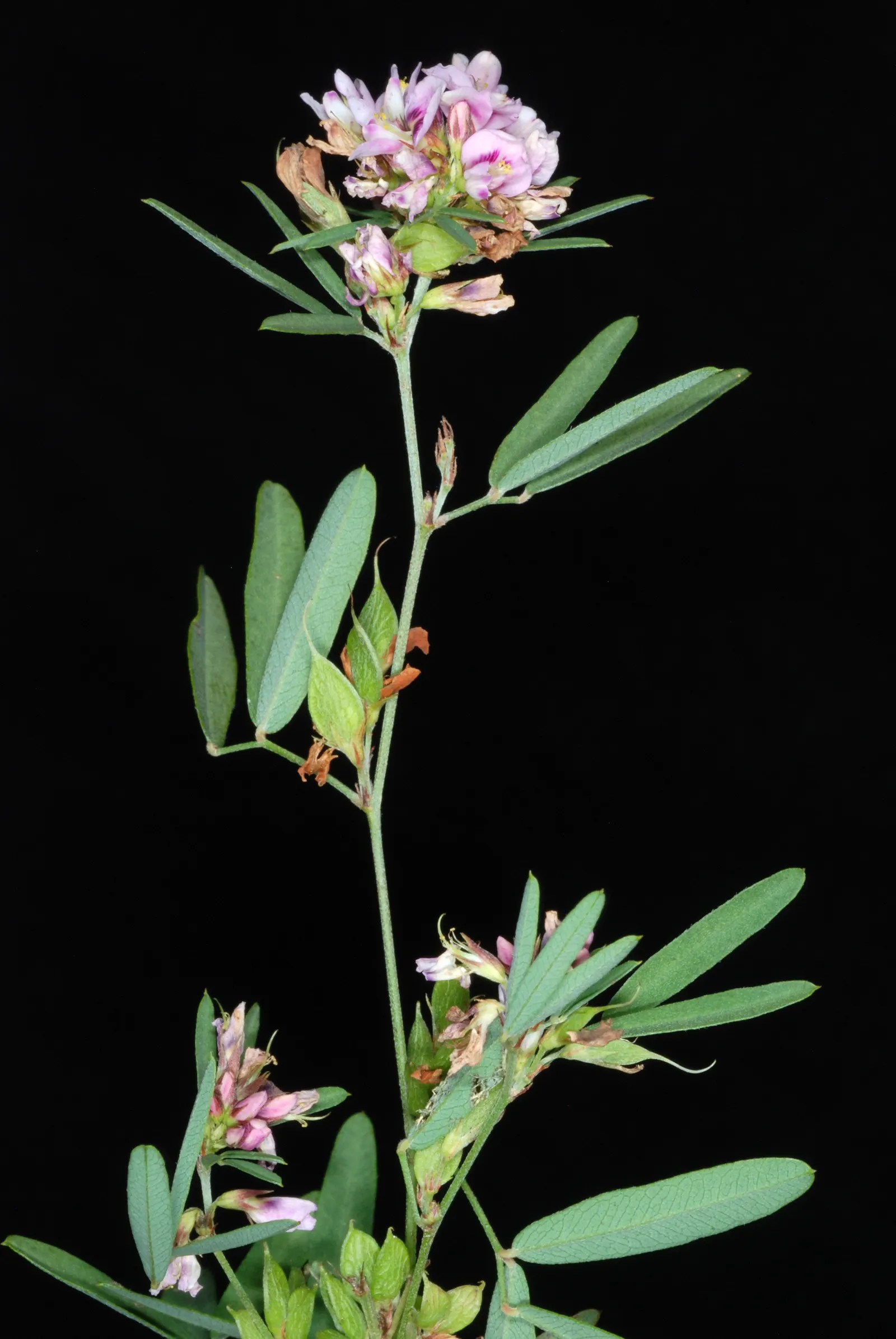 Japanese Bush Clover (Lespedeza Thunbergii 'Gibraltar') — grass / shrub for full or half