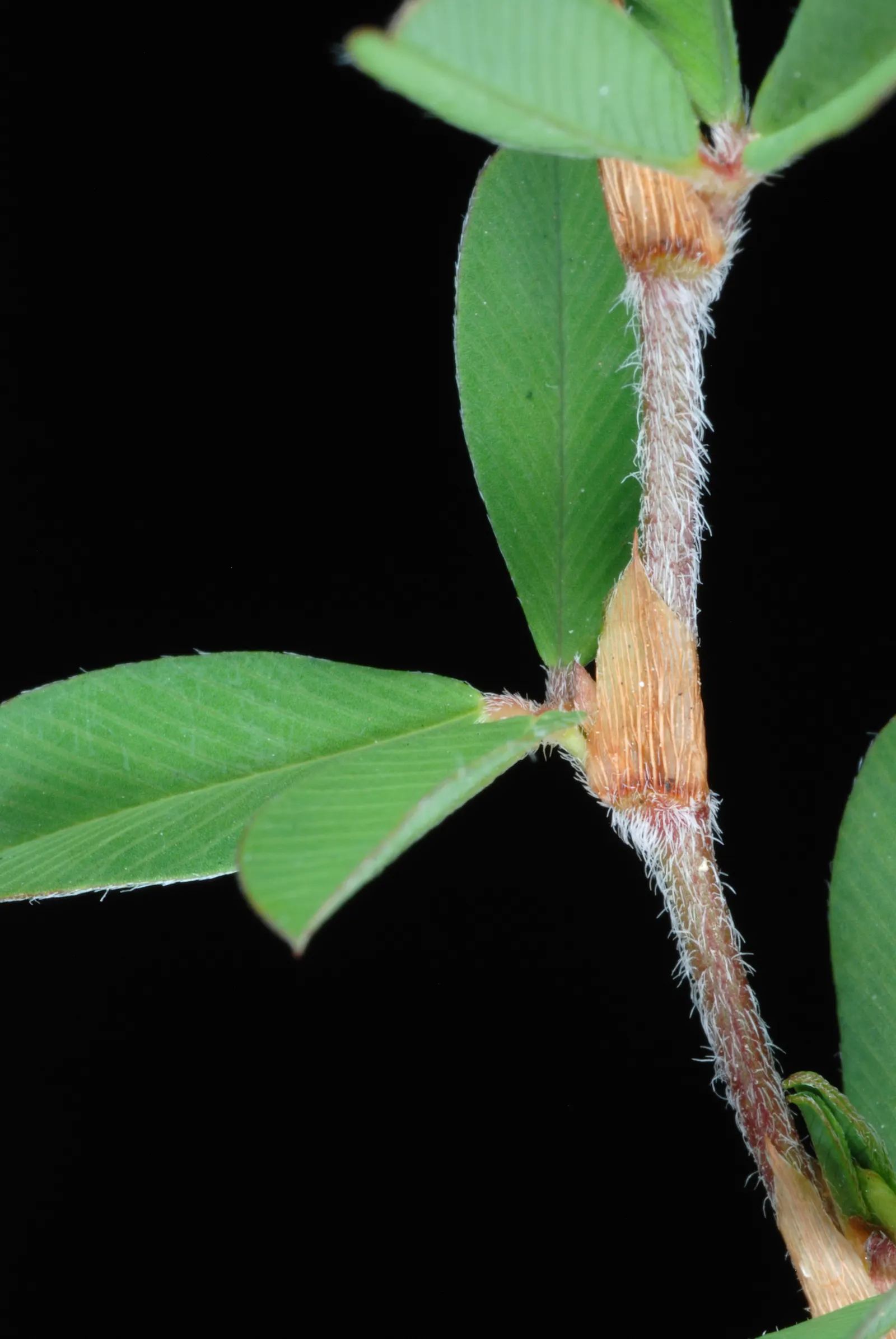 Japanese Bush Clover (Lespedeza Thunbergii 'Gibraltar') — grass / shrub with pink blooms; making it an excellent choice for adding texture, image 83