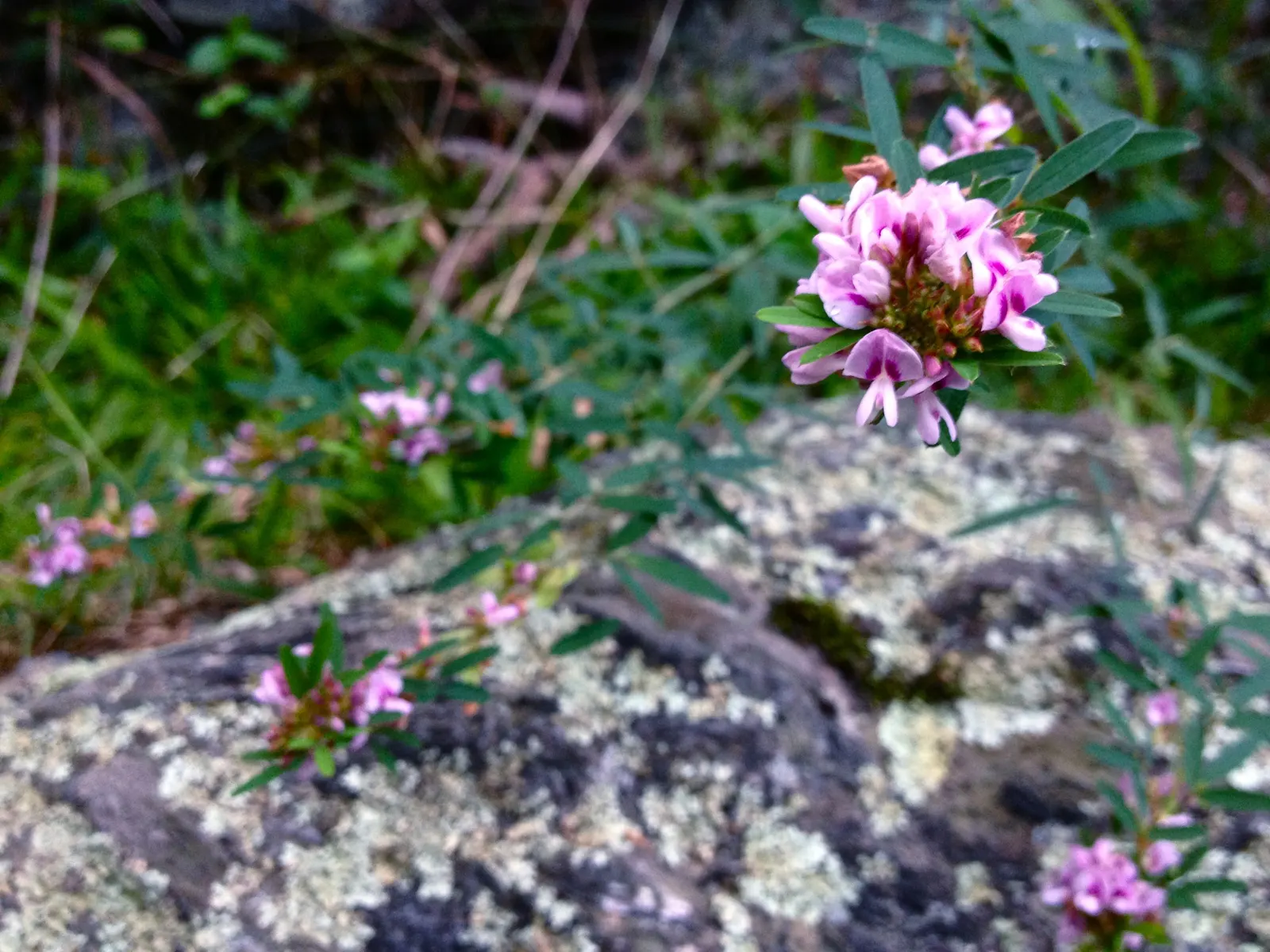 Japanese Bush Clover (Lespedeza Thunbergii 'Gibraltar') — arching deciduous shrub reaching 4-6 feet tall and wide; prune in late winter for best blooms