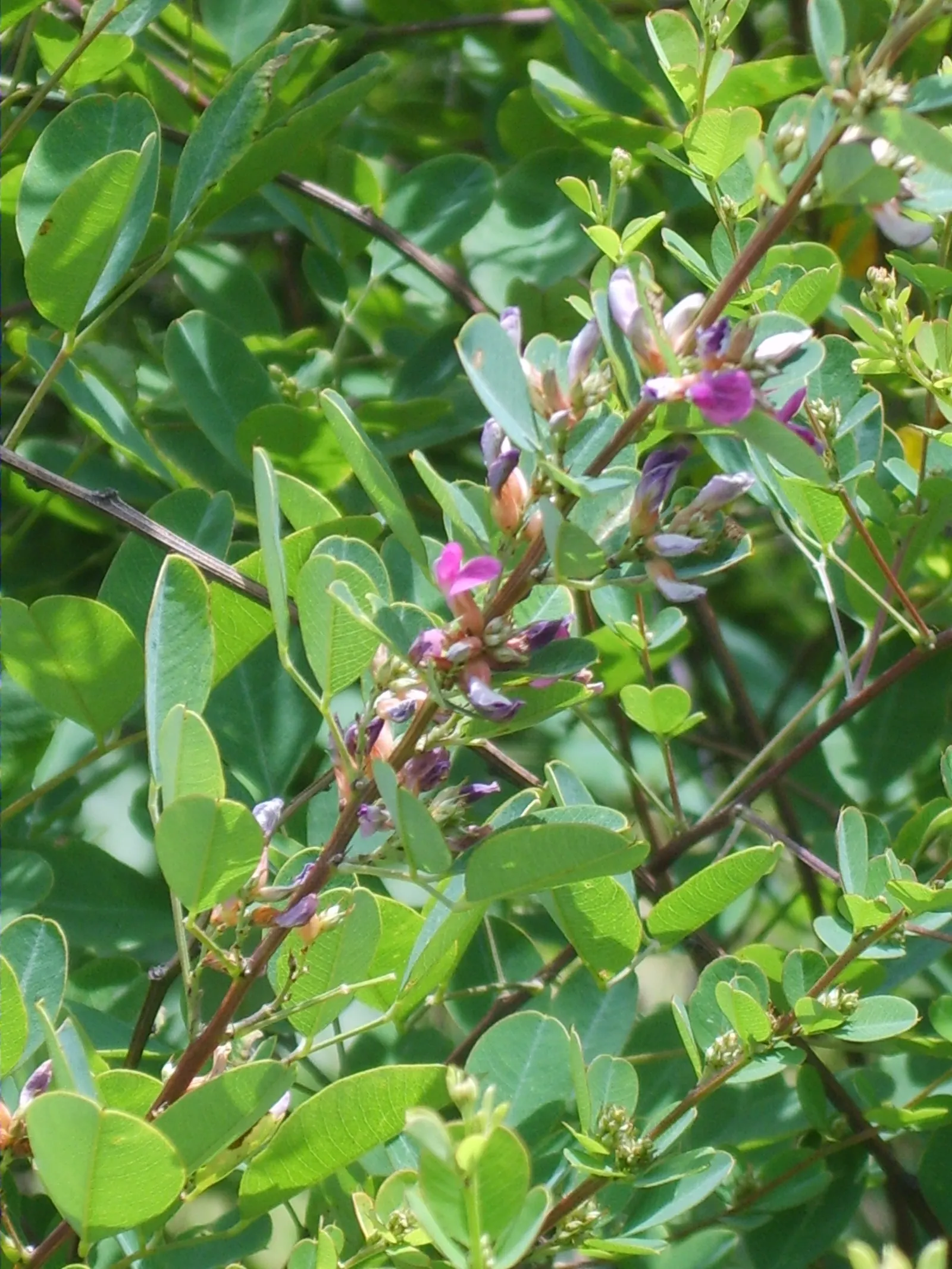Japanese Bush Clover (Lespedeza Thunbergii 'Gibraltar') — This cultivar is notably drought-tolerant once established; prune in late winter for best, image 76